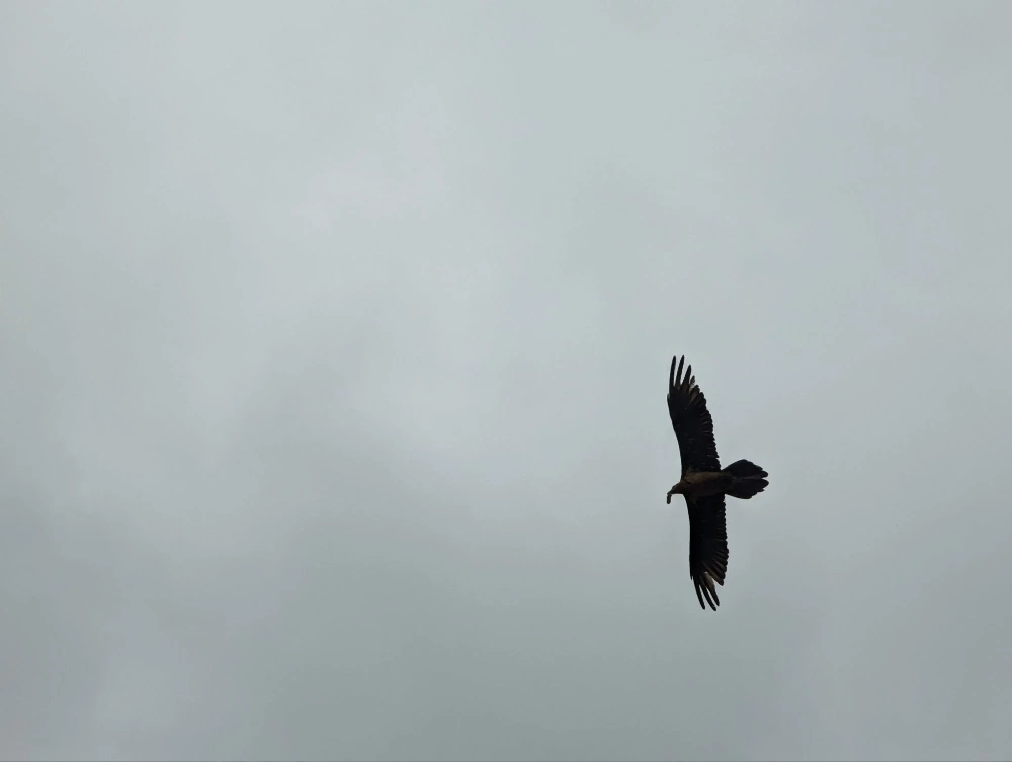 And the birds in that region were huge and majestic!