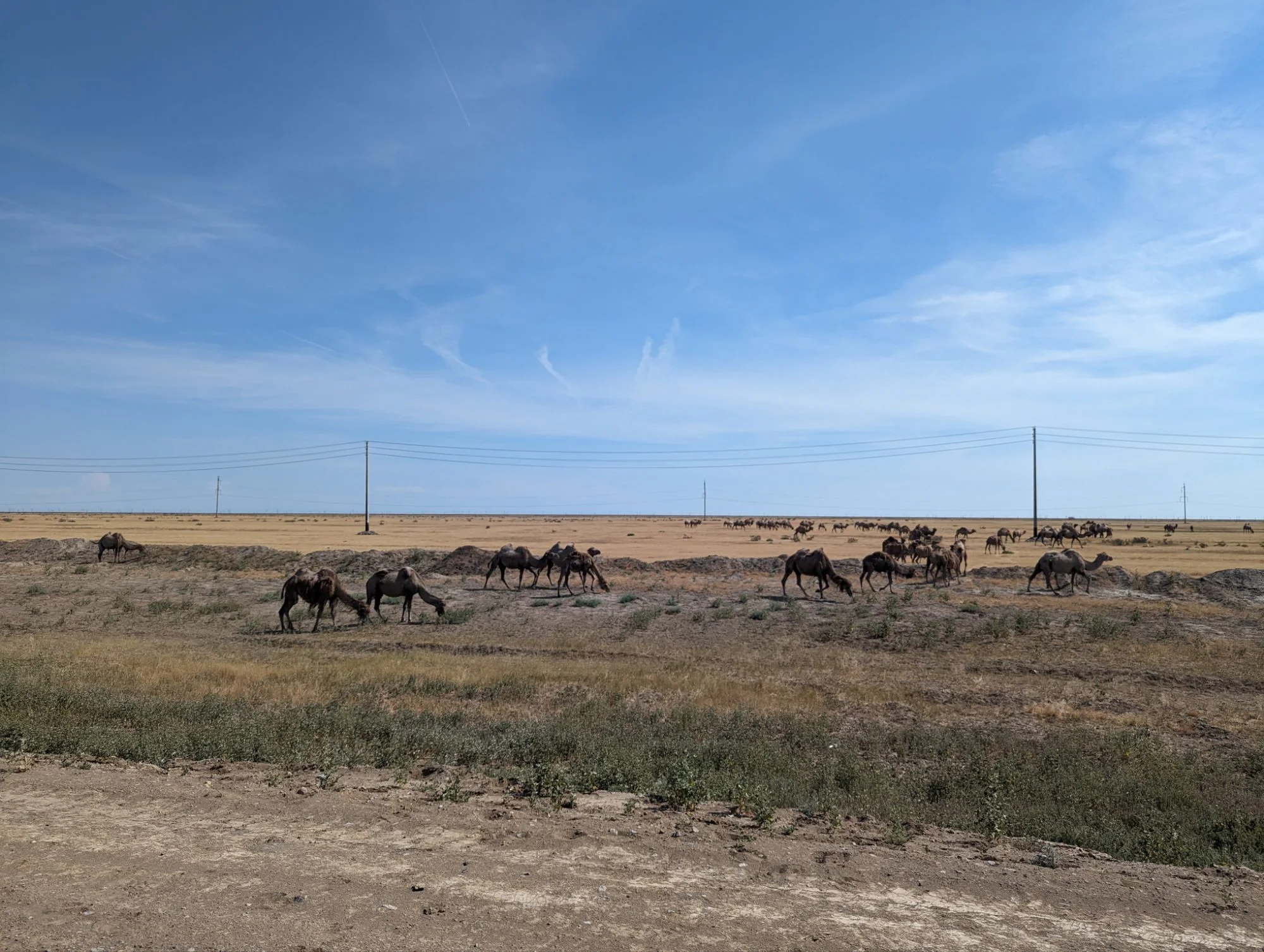 Driving through the steppe was a crazy experience. Sometimes there was no turn, bend or corner for hundreds of kilometers. Driving became pretty boring because the distances were huge. My favorite thing to watch were the camels.