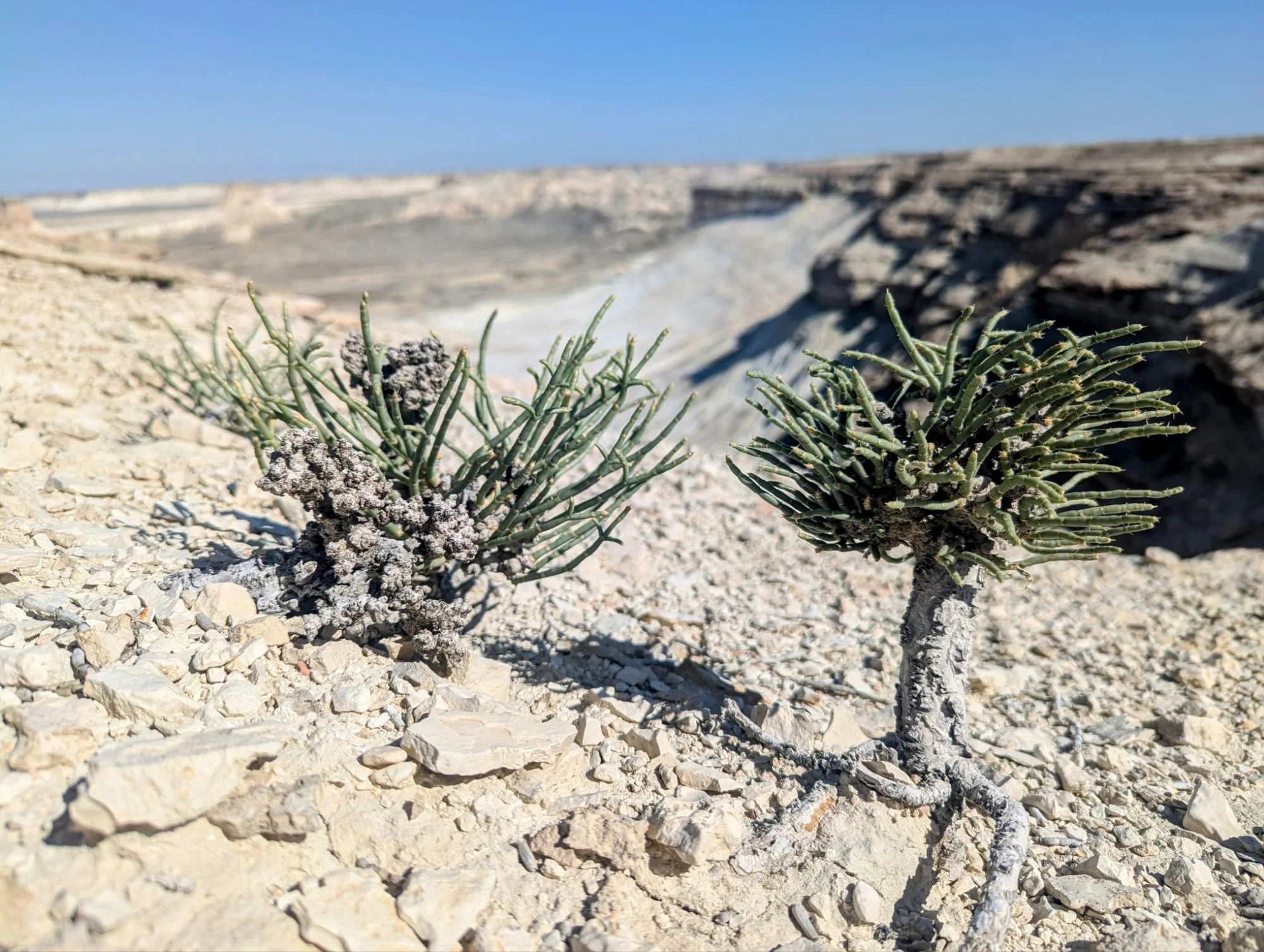 There were some plants. But only very little ones.