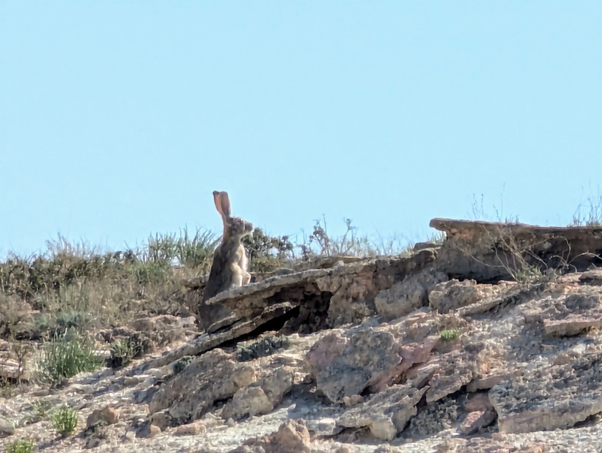 And these rabbits.