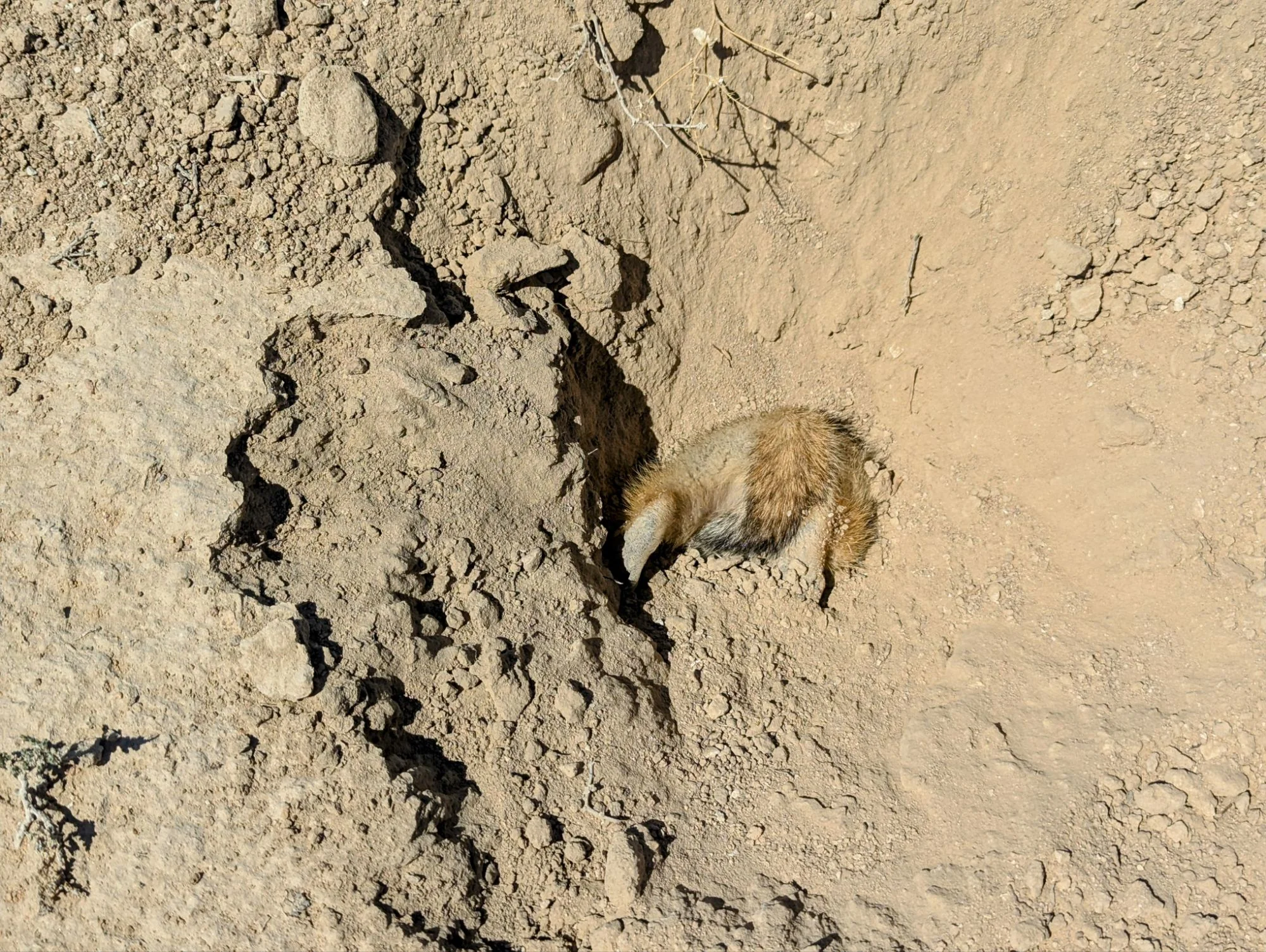 While running, we scared a little gerbil-like animal which immediately run to a hole in the ground to take cover. Unfortunately his ass was a bit to big and he got stuck in the hole 🥳  He tried hard to push himself in but did not succeed. He tried to go reverse but had no chance. So we helped him a bit and gave him a push.