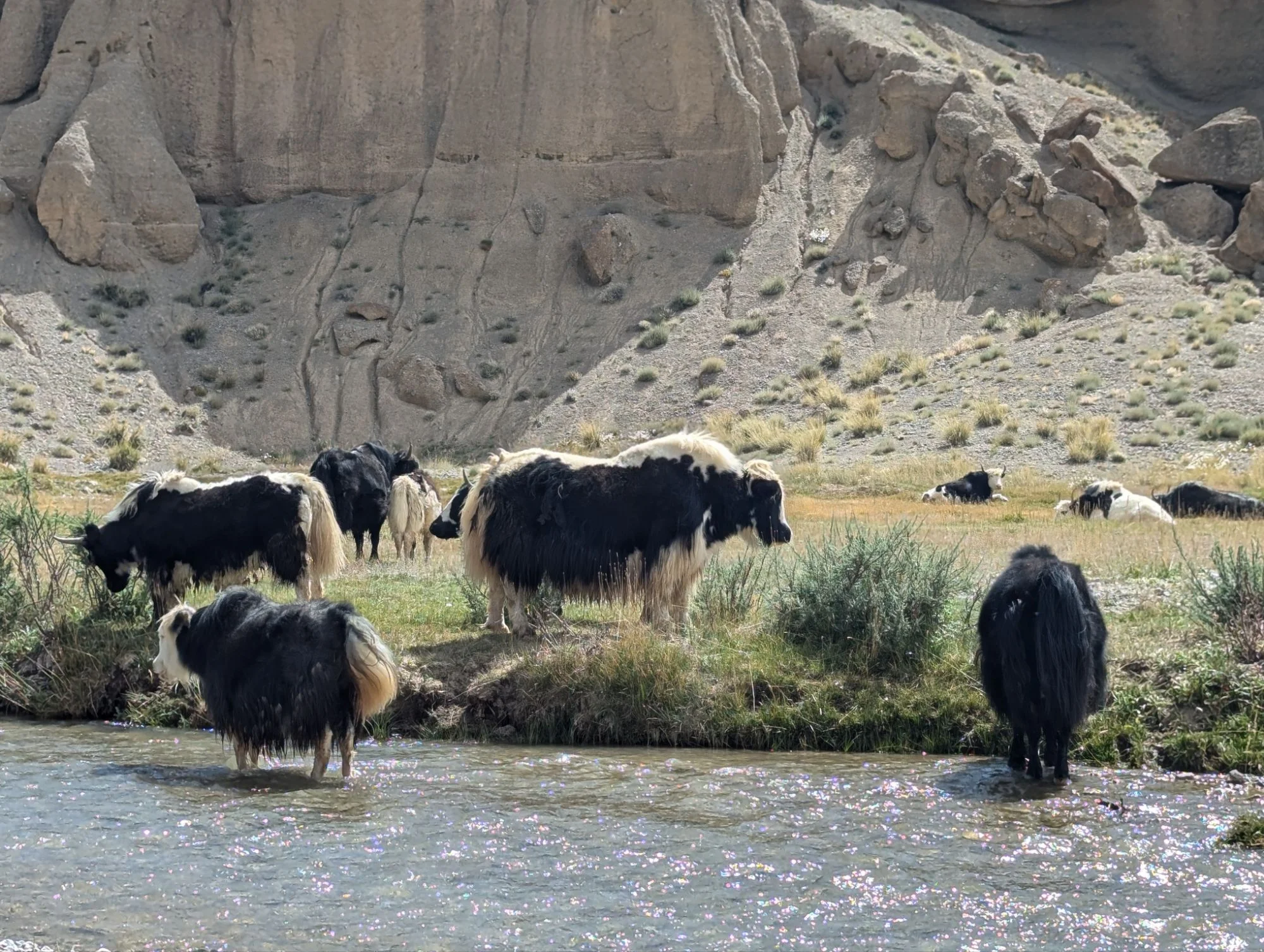 I loved the Yaks! They look so cool! We shared a camp spot with them. They were mostly eating and we rearranged the fuel pump for our diesel heater because it stopped working. After the rearrangement everything was fine again.