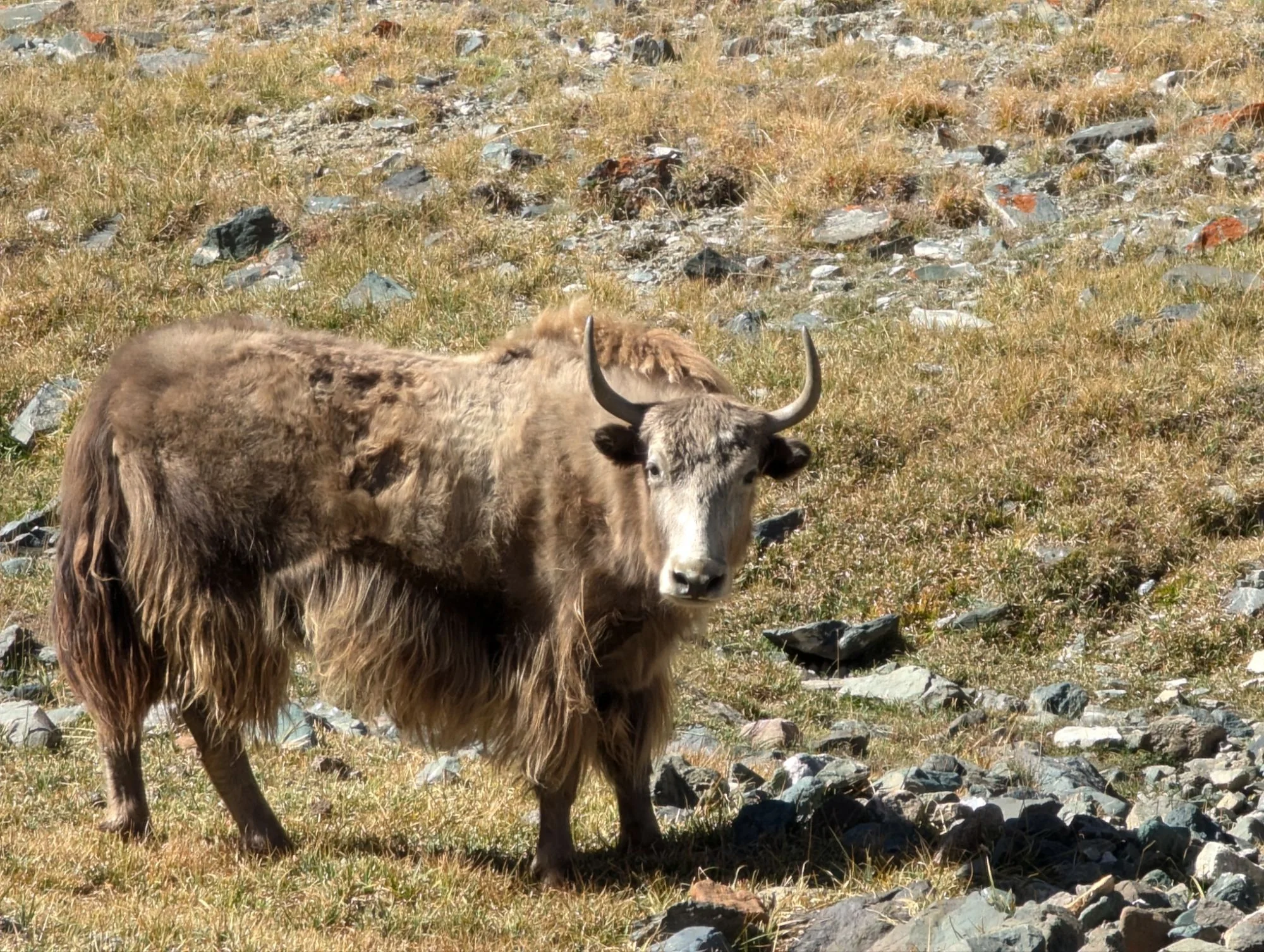 More Yaks!