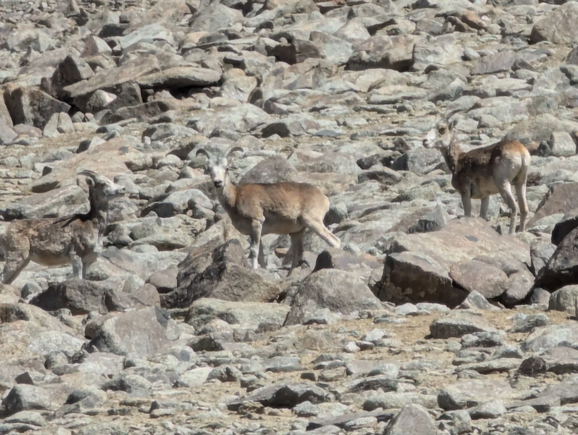 We met some living friends on the way up.