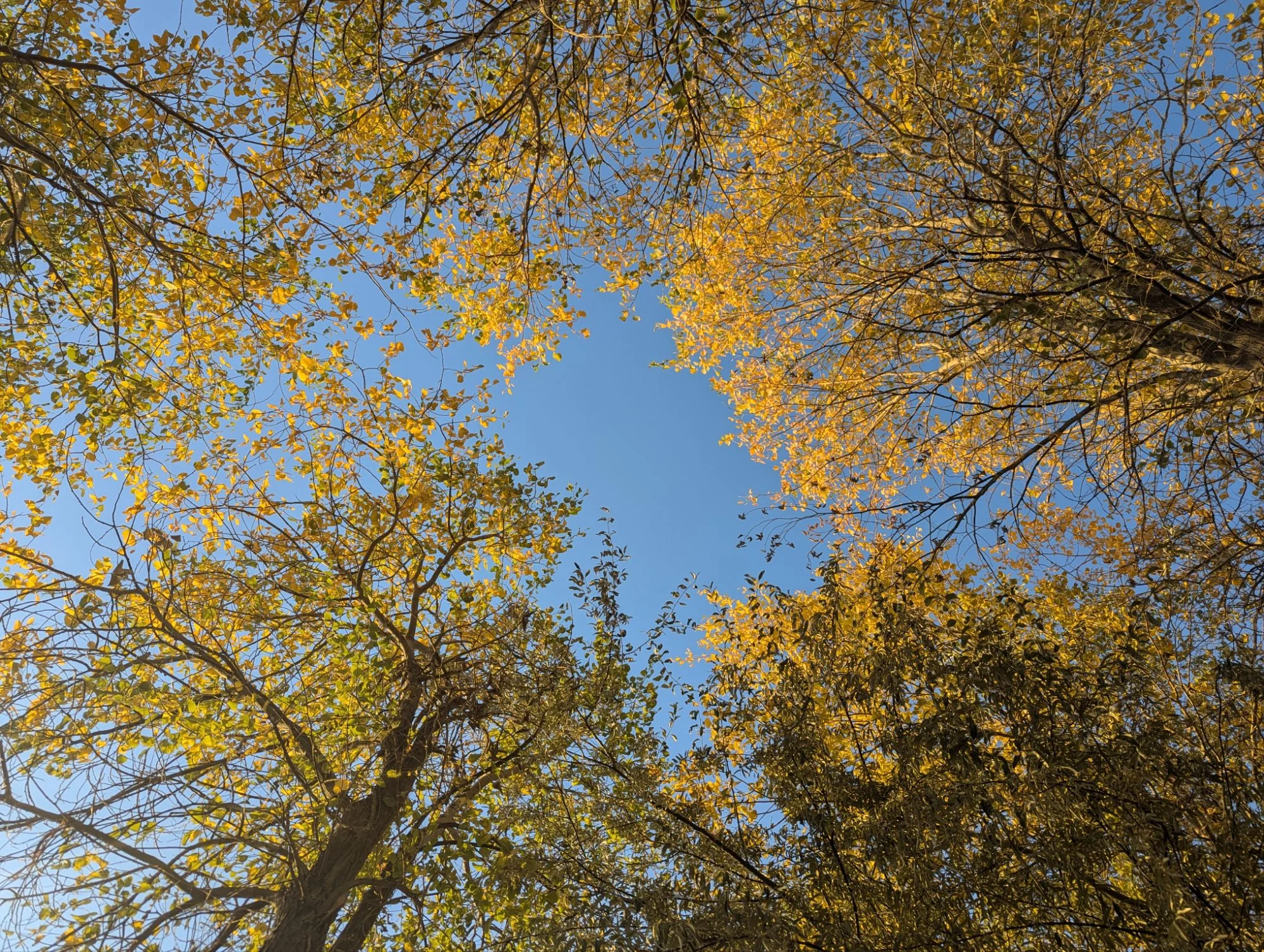 Slowly, slowly it was becoming Autumn.