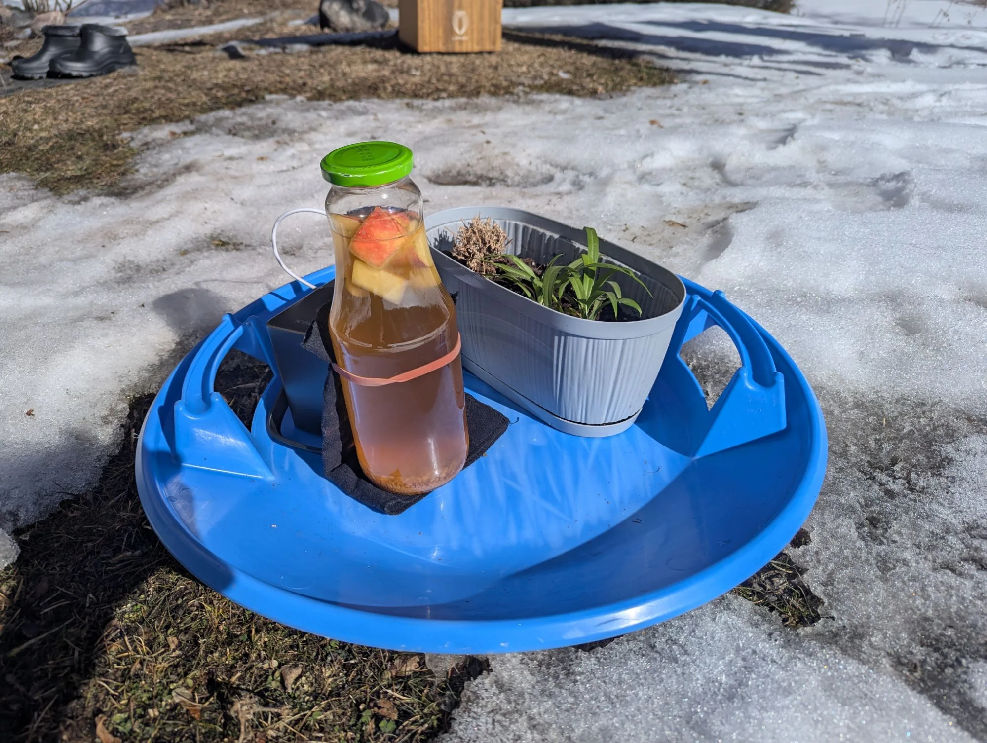 Slipky (our water kefir) and our plant (called sibling) enjoyed the sun and warmth as much as we did.