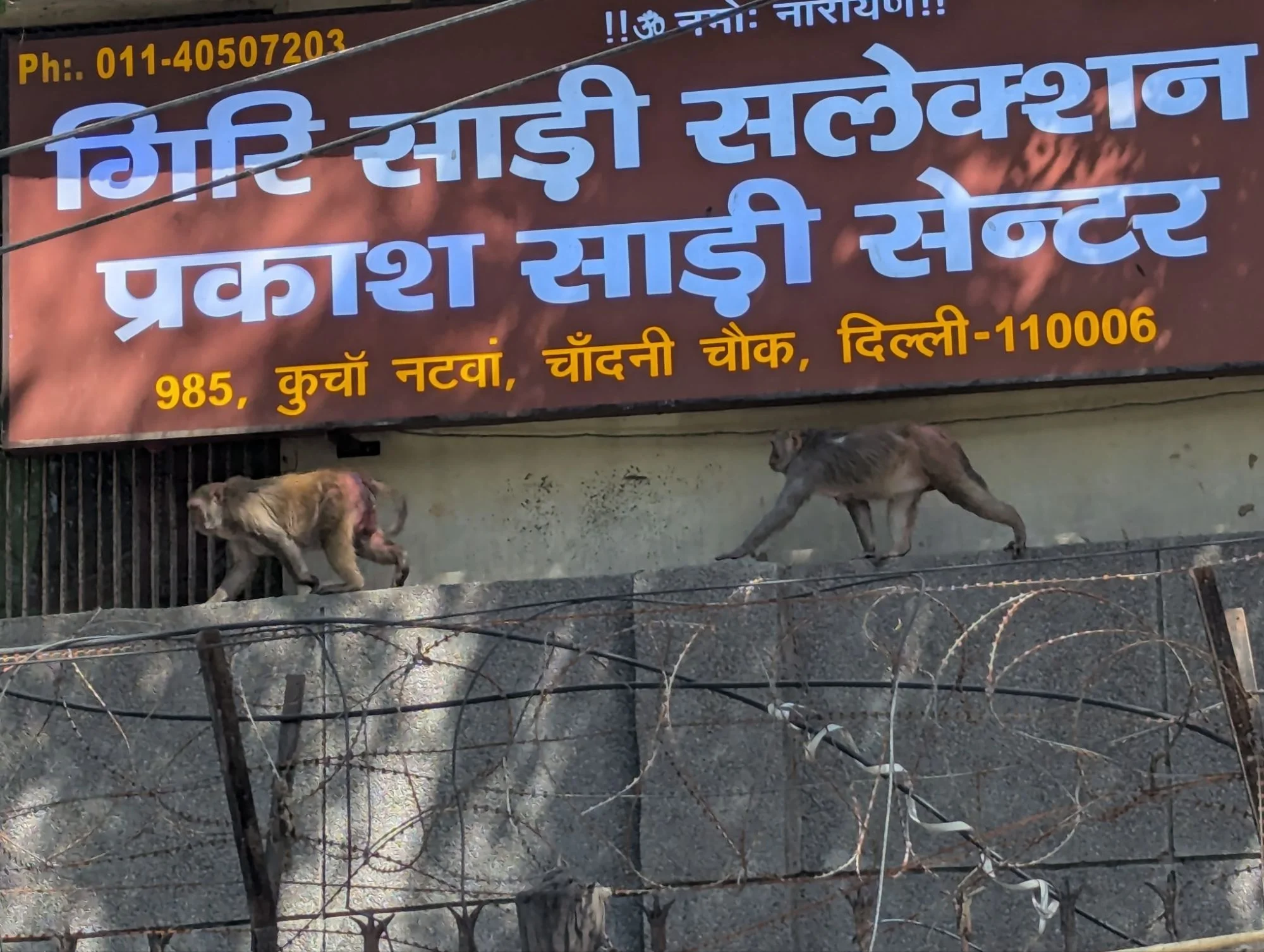 We liked the monkeys and the cows a lot.