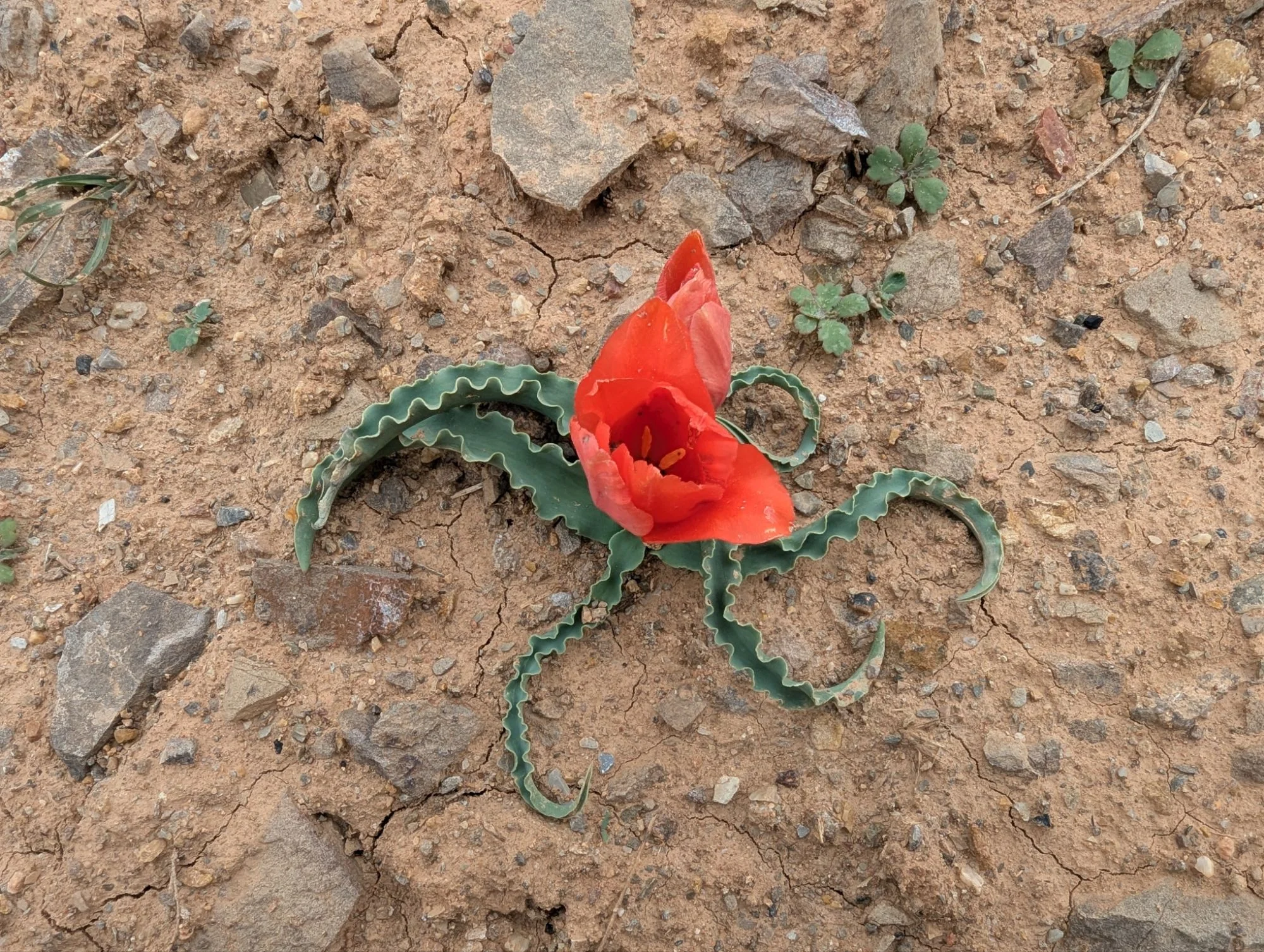 On our hike we found interesting alien plant.