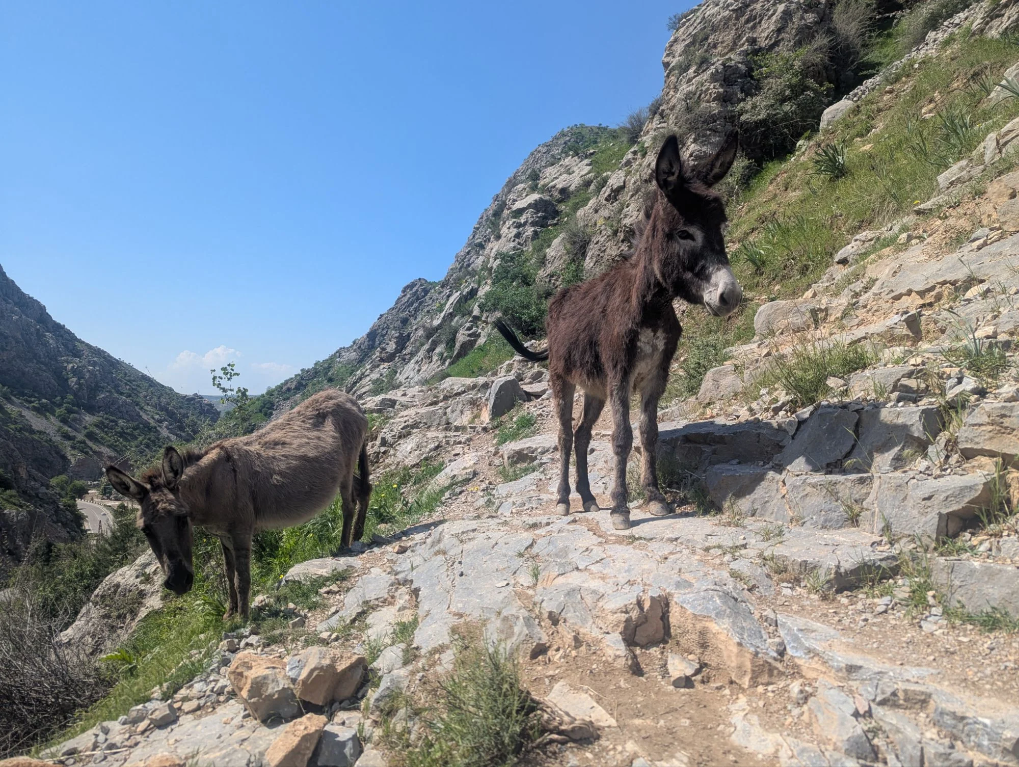 And of course there were always some donkey friends to meet on the path.
