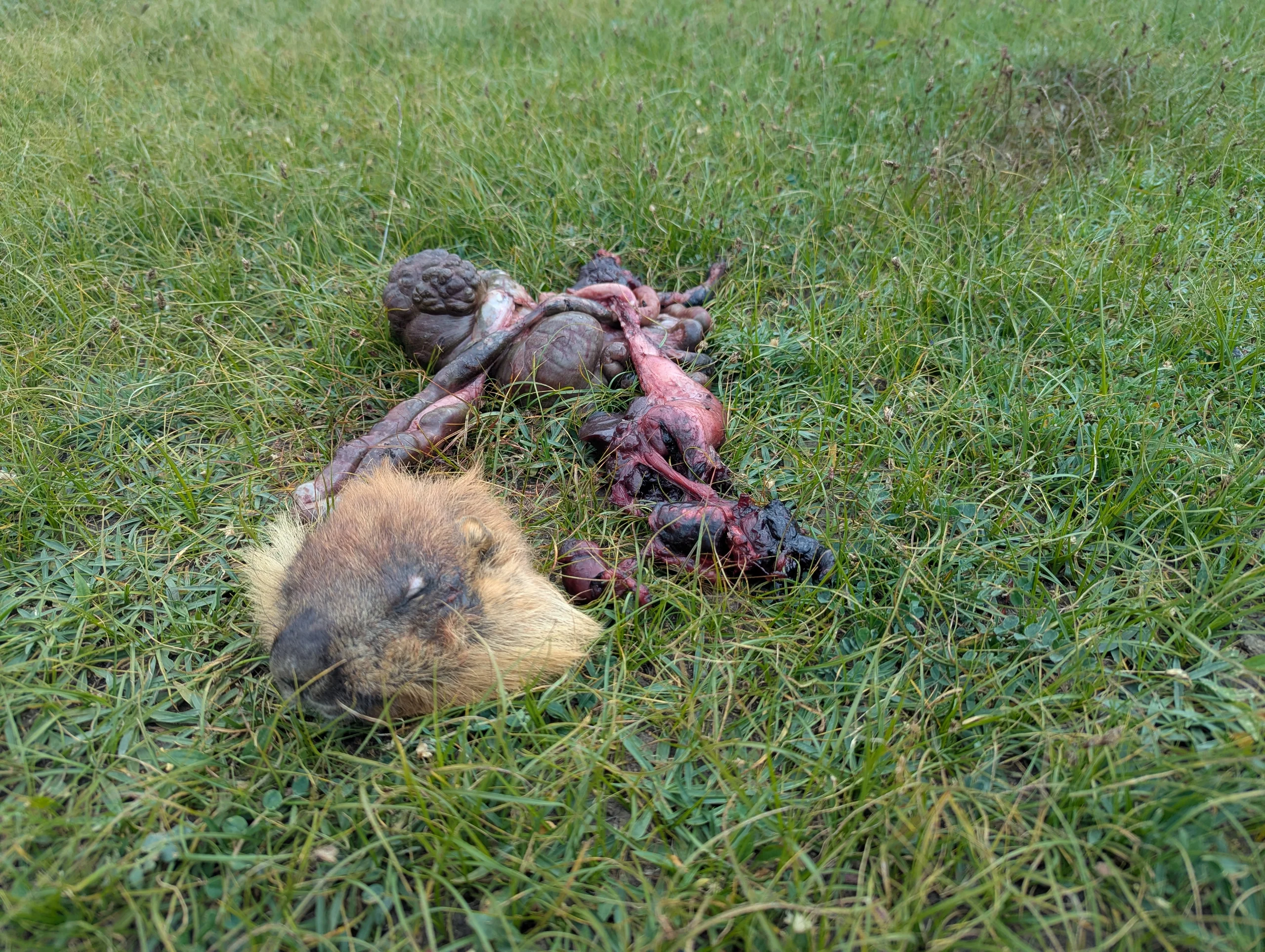 And we met a head attached to the inner remainder of his body.