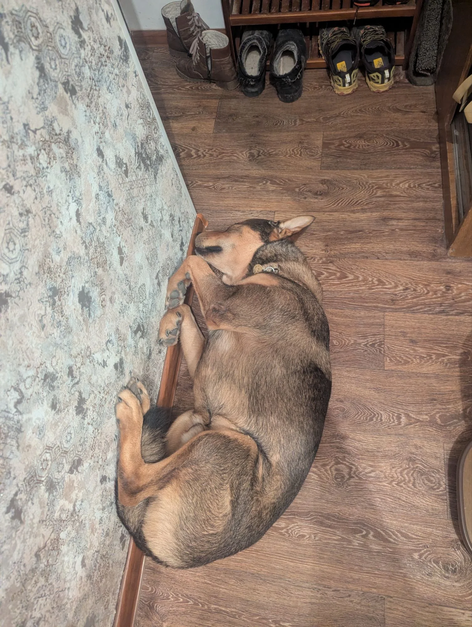 Interesting sleeping posture for such a big dog 😅