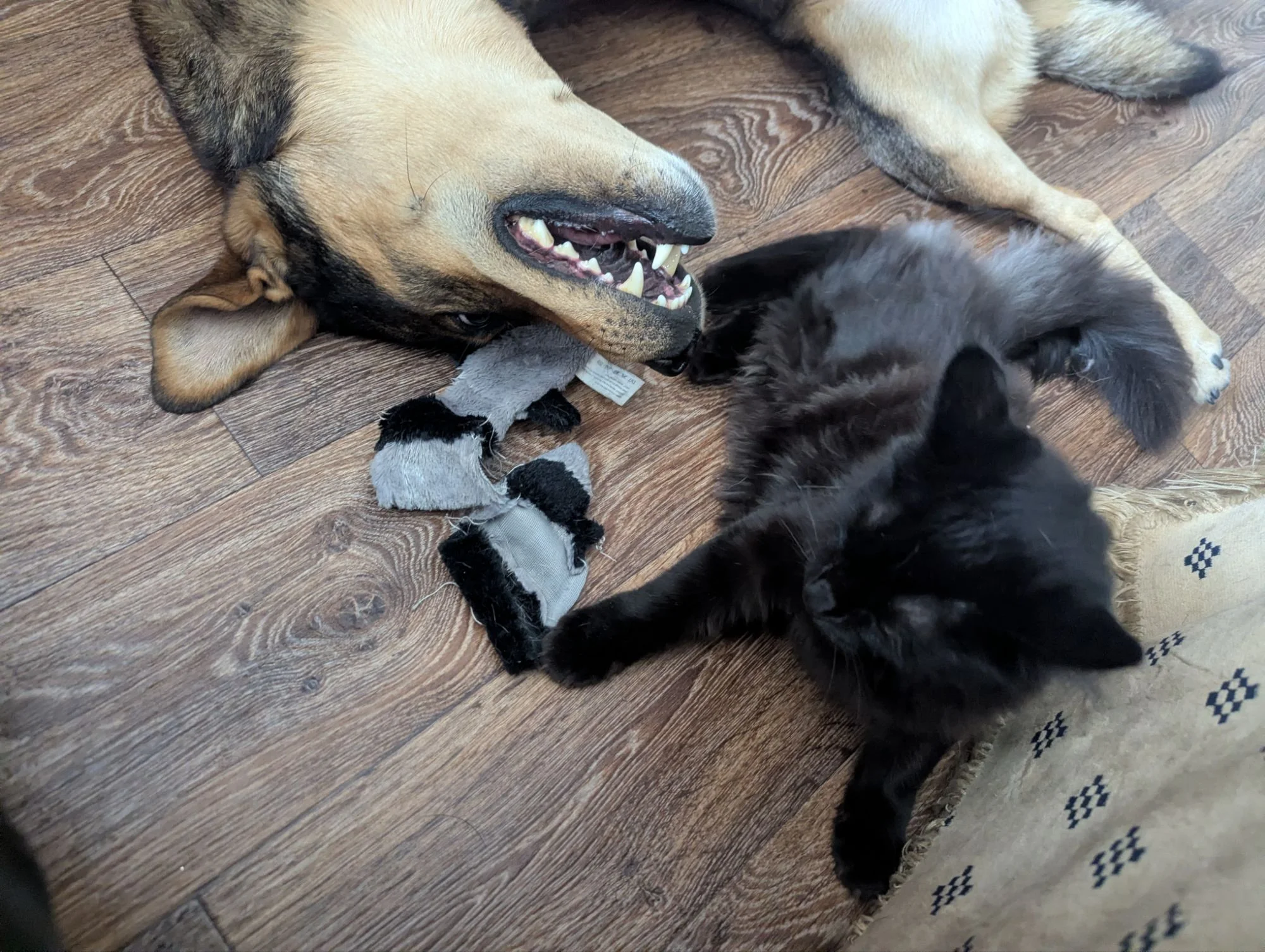 The brothers were so funny. Especially when they were playing together 🥰