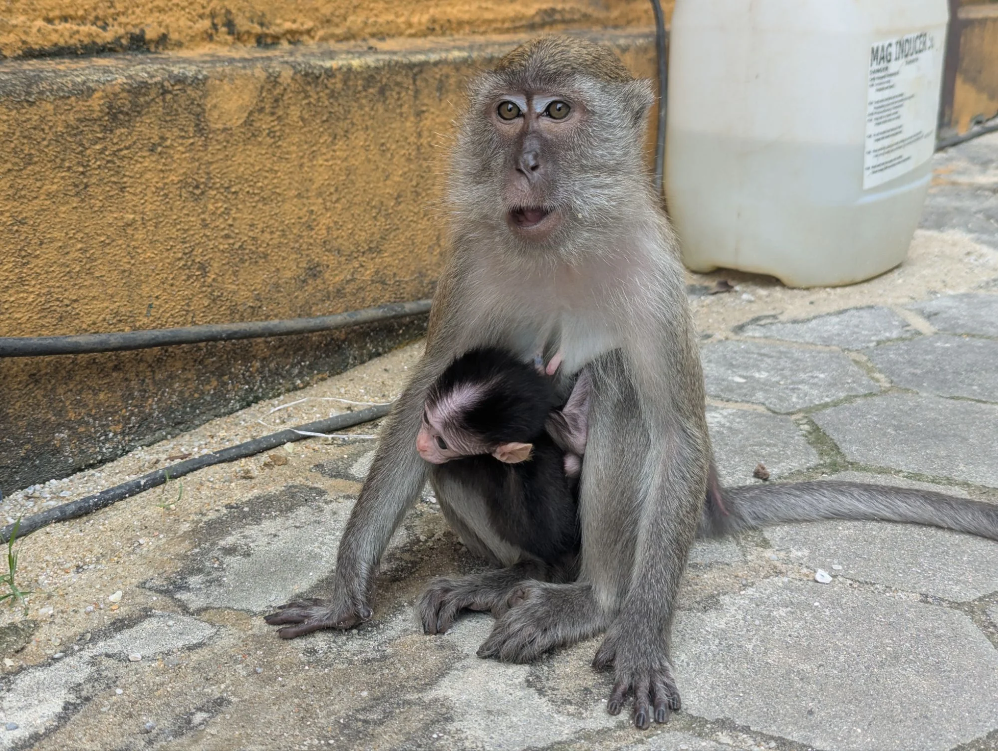 And met a lot of monkeys hanging around, stealing food 😄