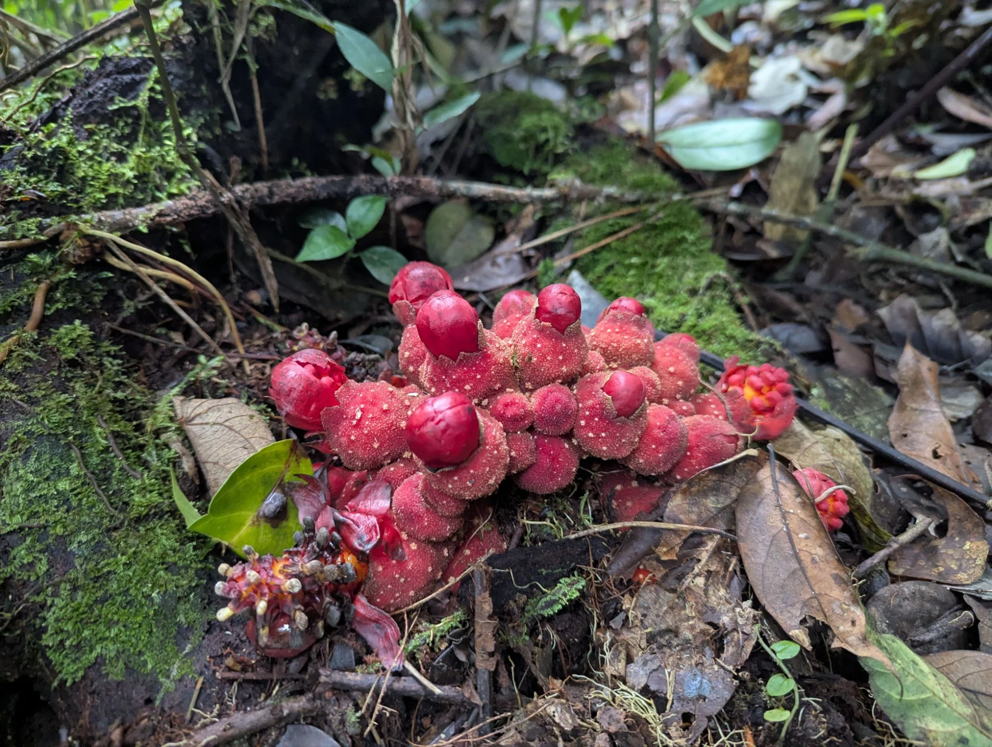 &mldr; mushy ones, &mldr;