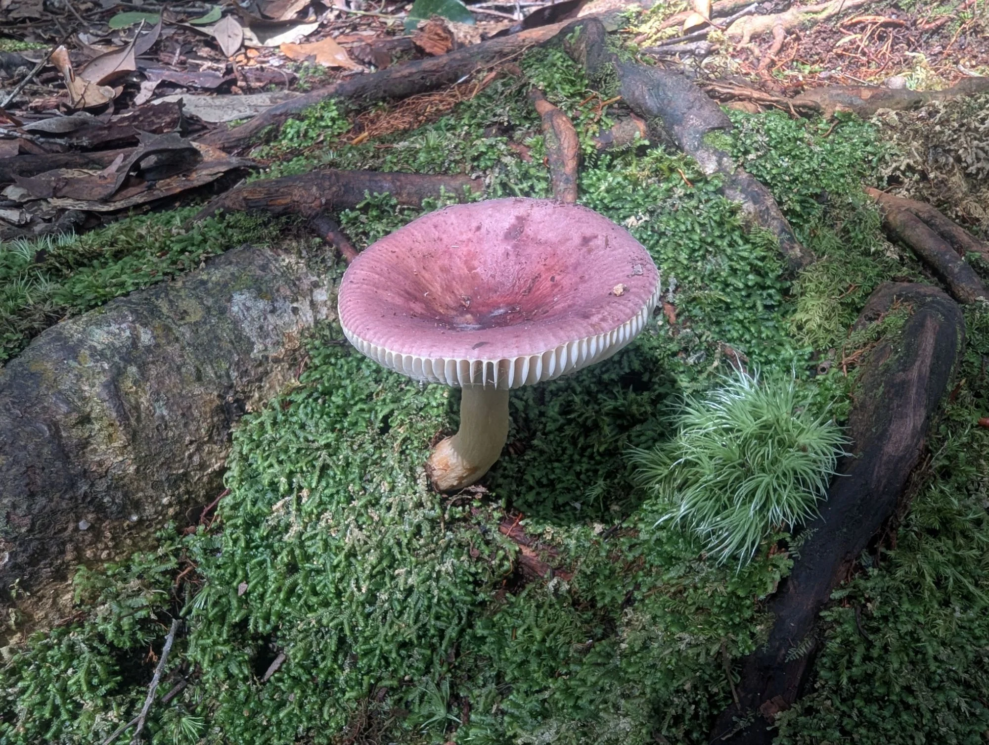 &mldr; more mushrooms, &mldr;