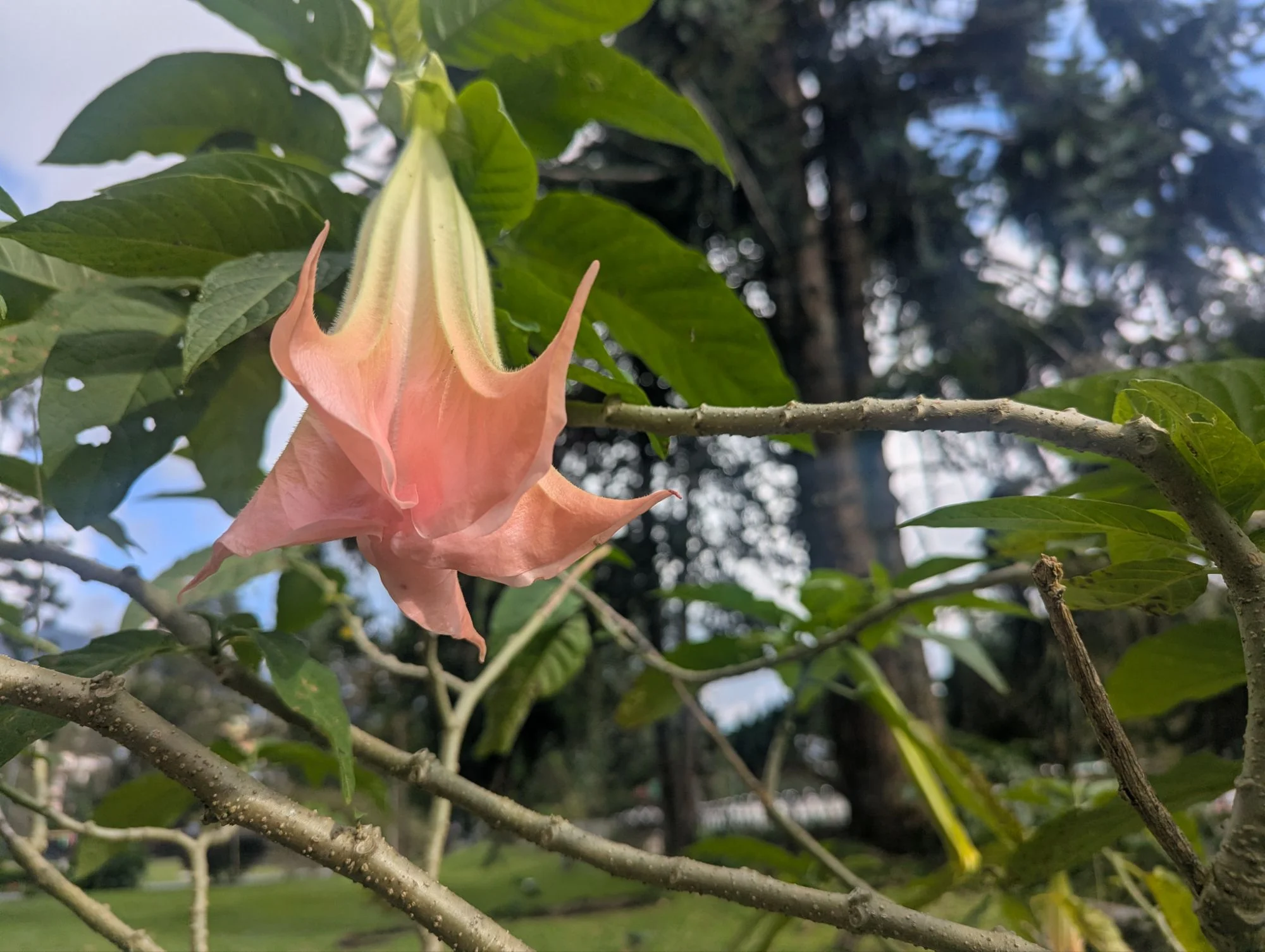 &mldr; and psychedelic ones 🌺