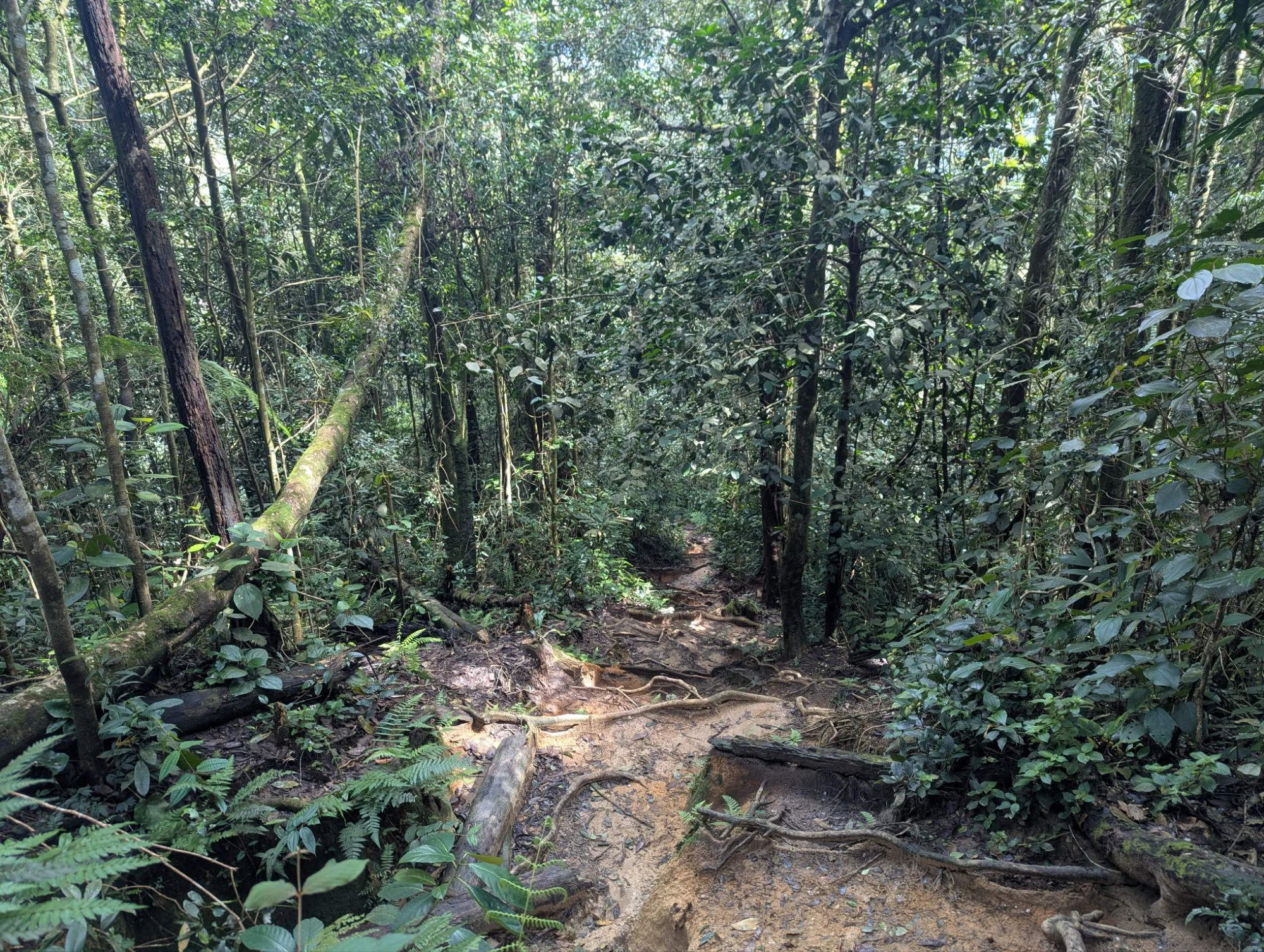 So much green and besides the trails there was the impenetrable jungle 💚