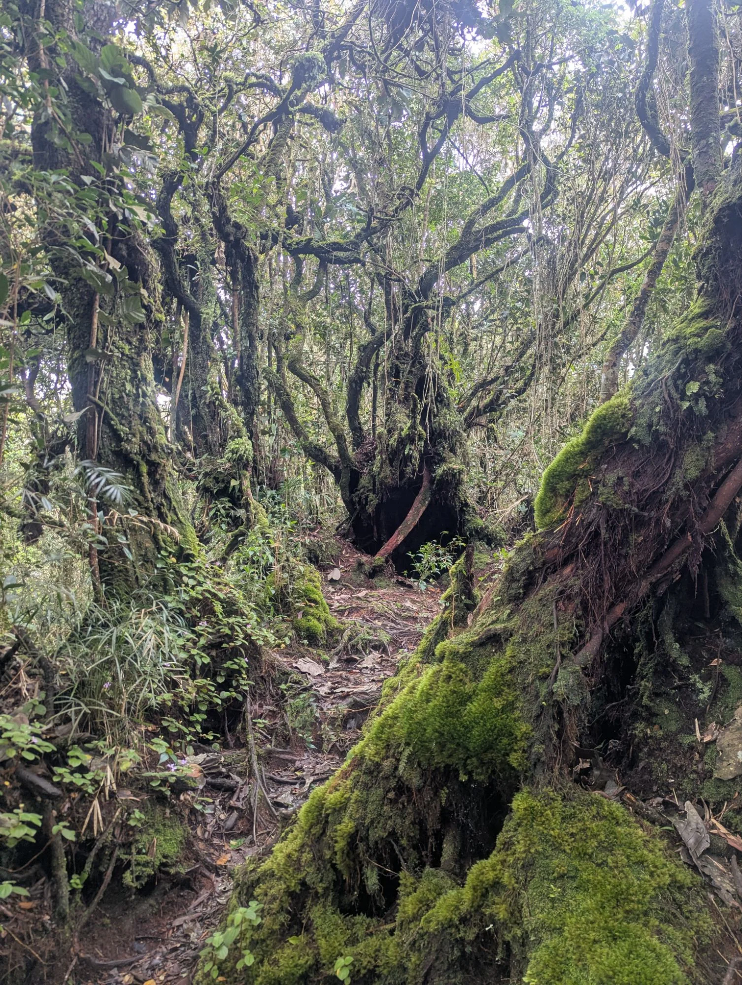 The jungle was very different from what we&rsquo;d seen in the last years 🌿