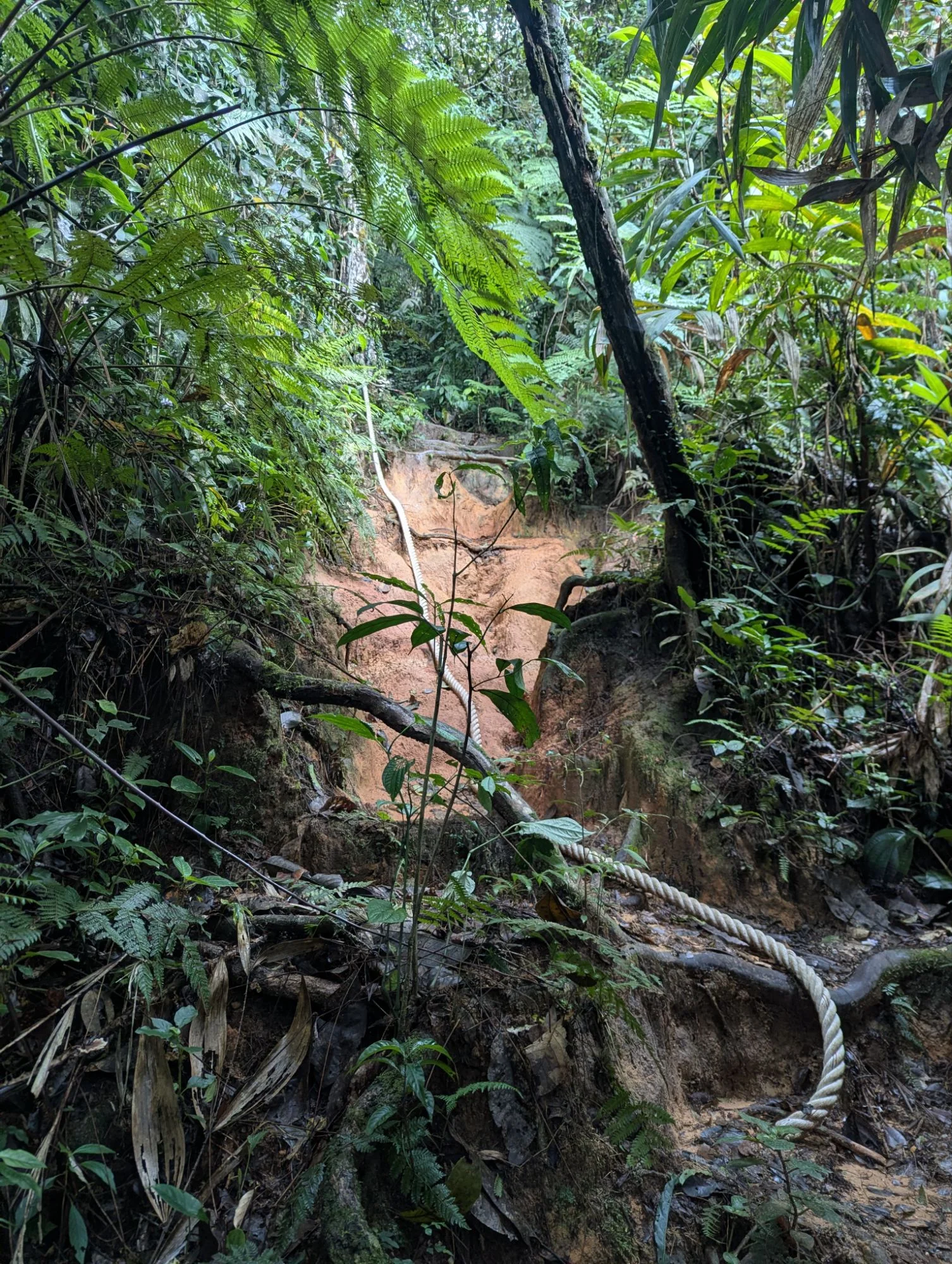 And the jungle trails were pretty cool and interesting. It was never boring to walk there. More like an agility walk 🥳