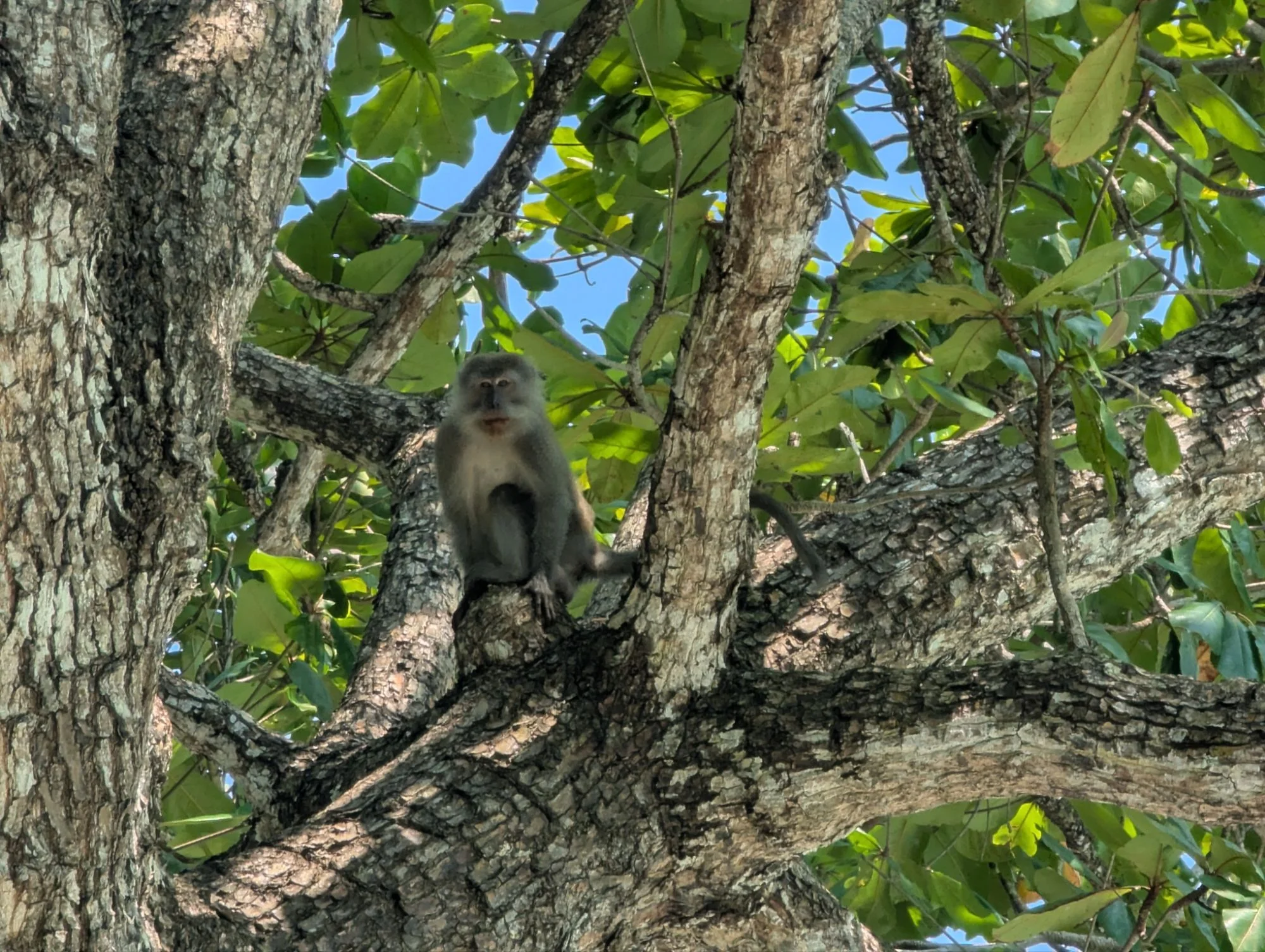 And this nasty monkey who wanted to steal some stuff from us. But we fought him back ☮️