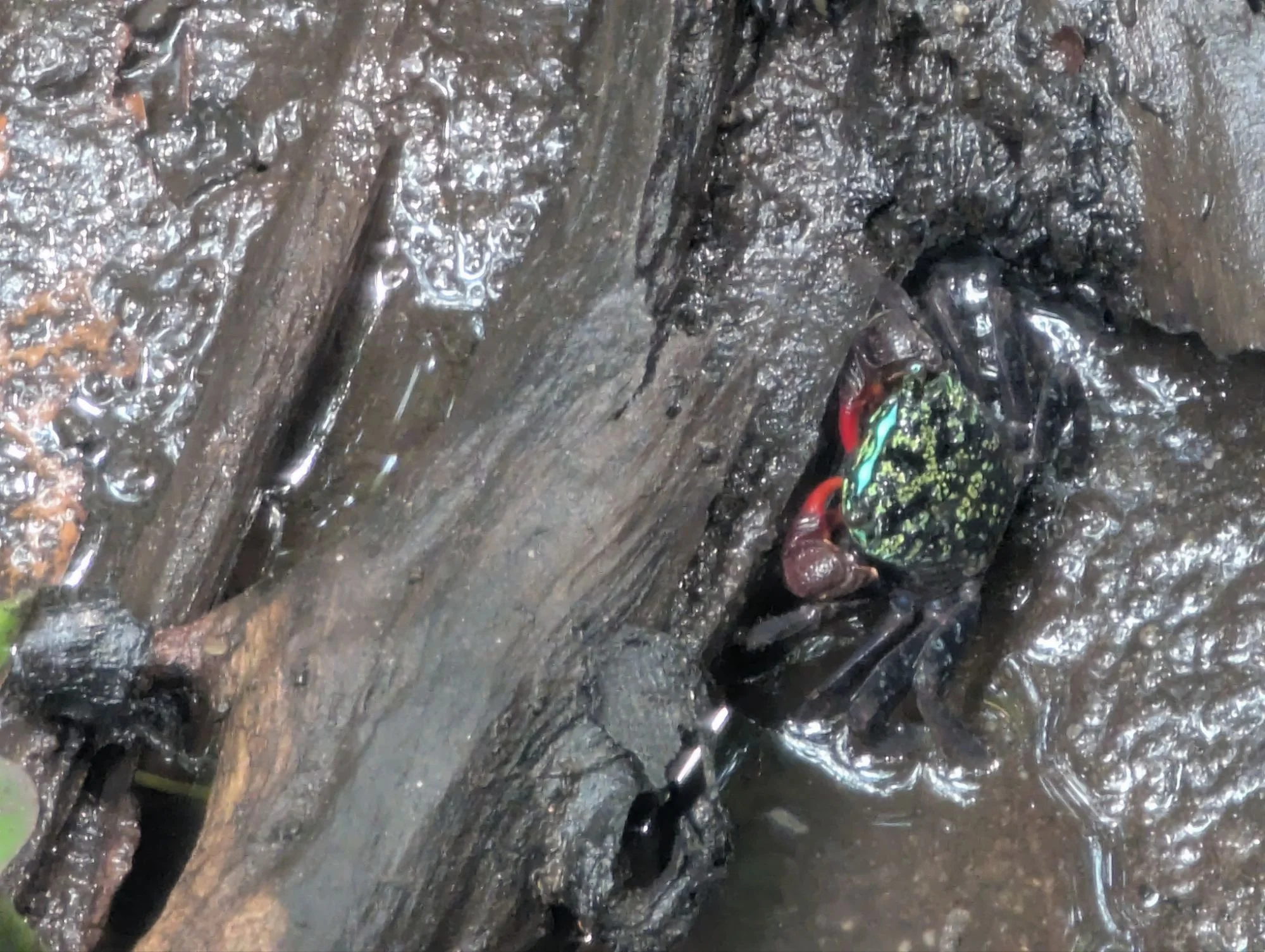 And the crabs had very different colors &mldr;.