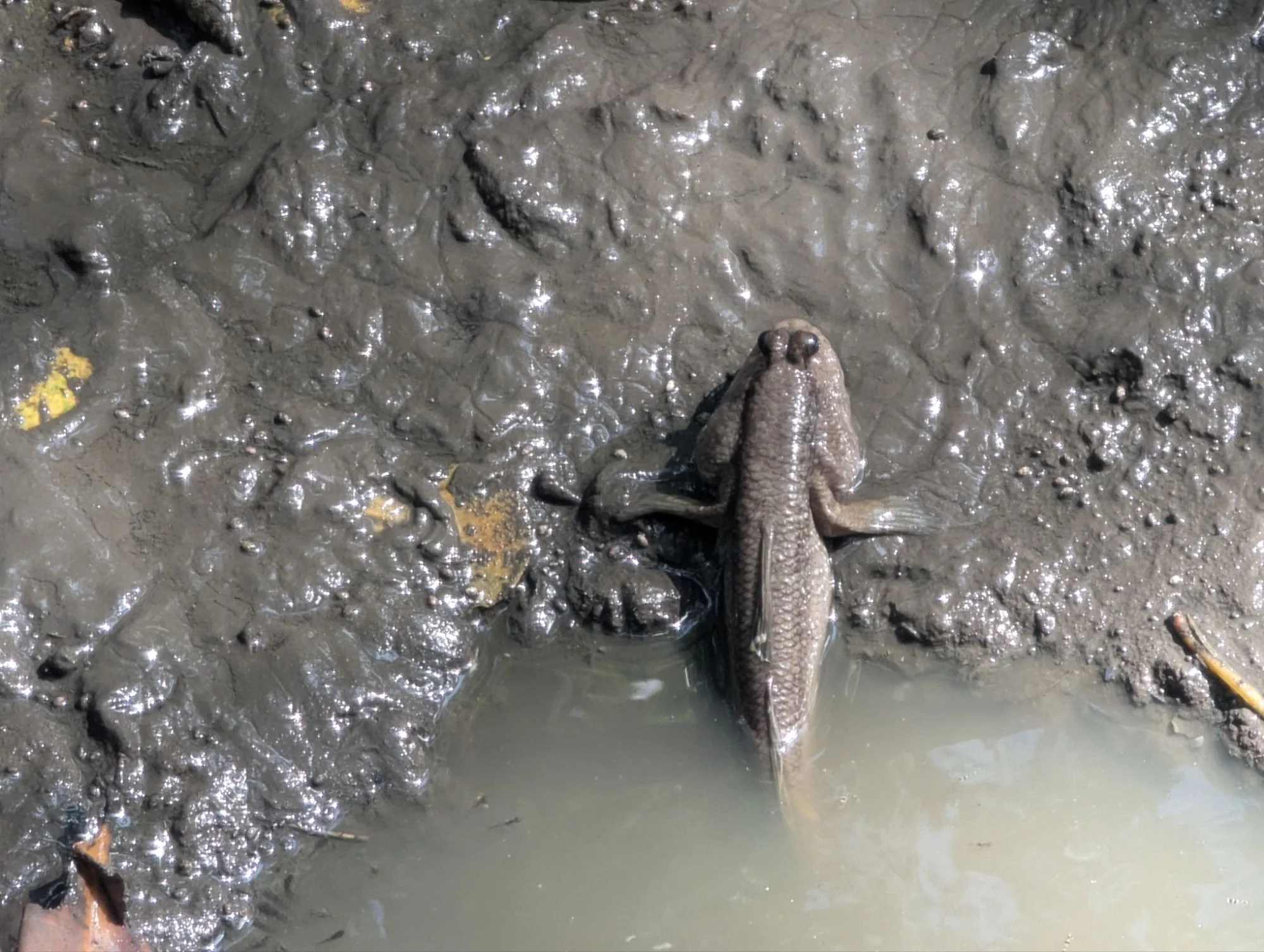 But the most interesting creatures we could observe after having a closer look at the ground 😀