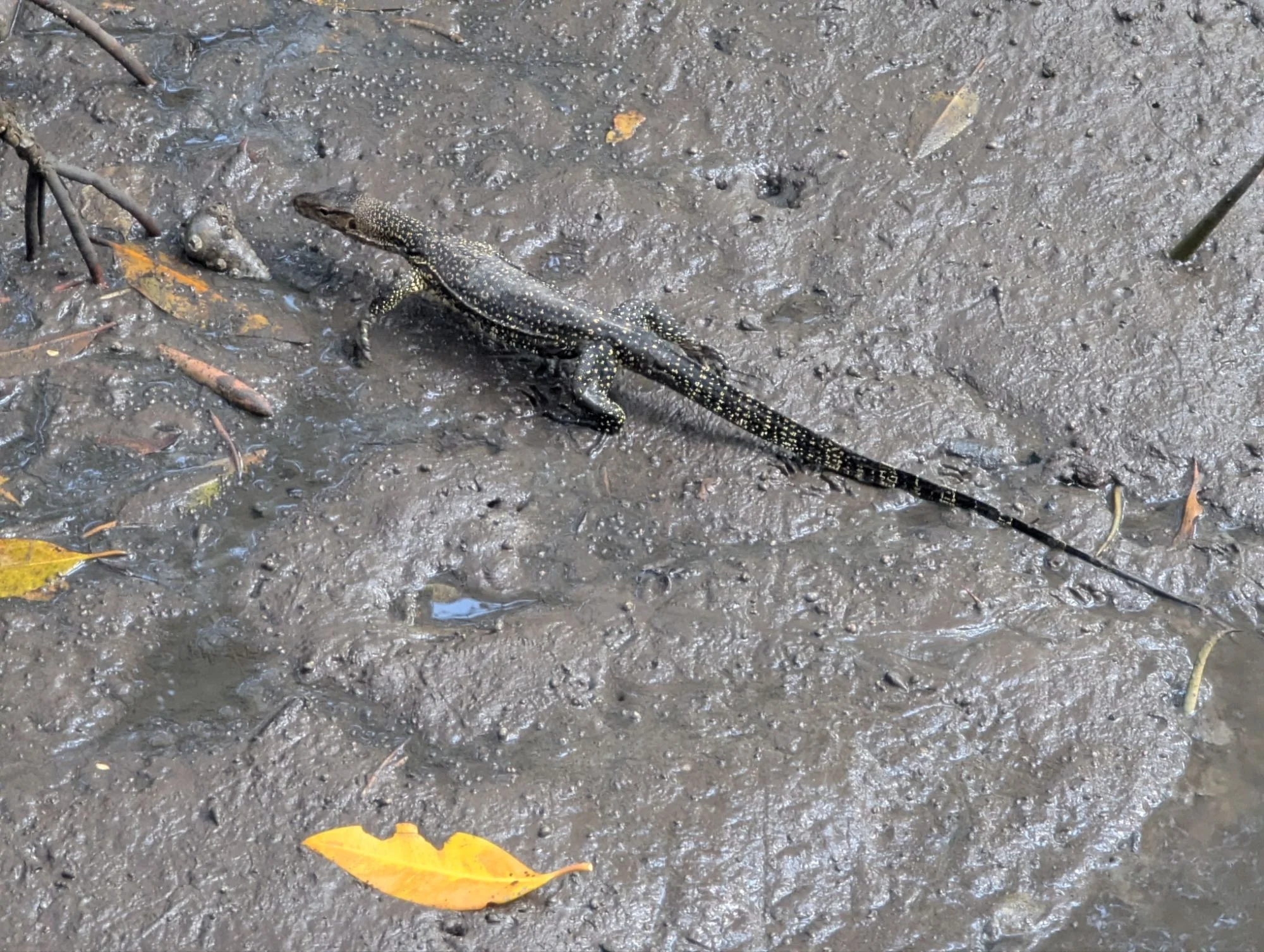 &mldr; and others were just strolling around. Warans were my favorite ❤️!