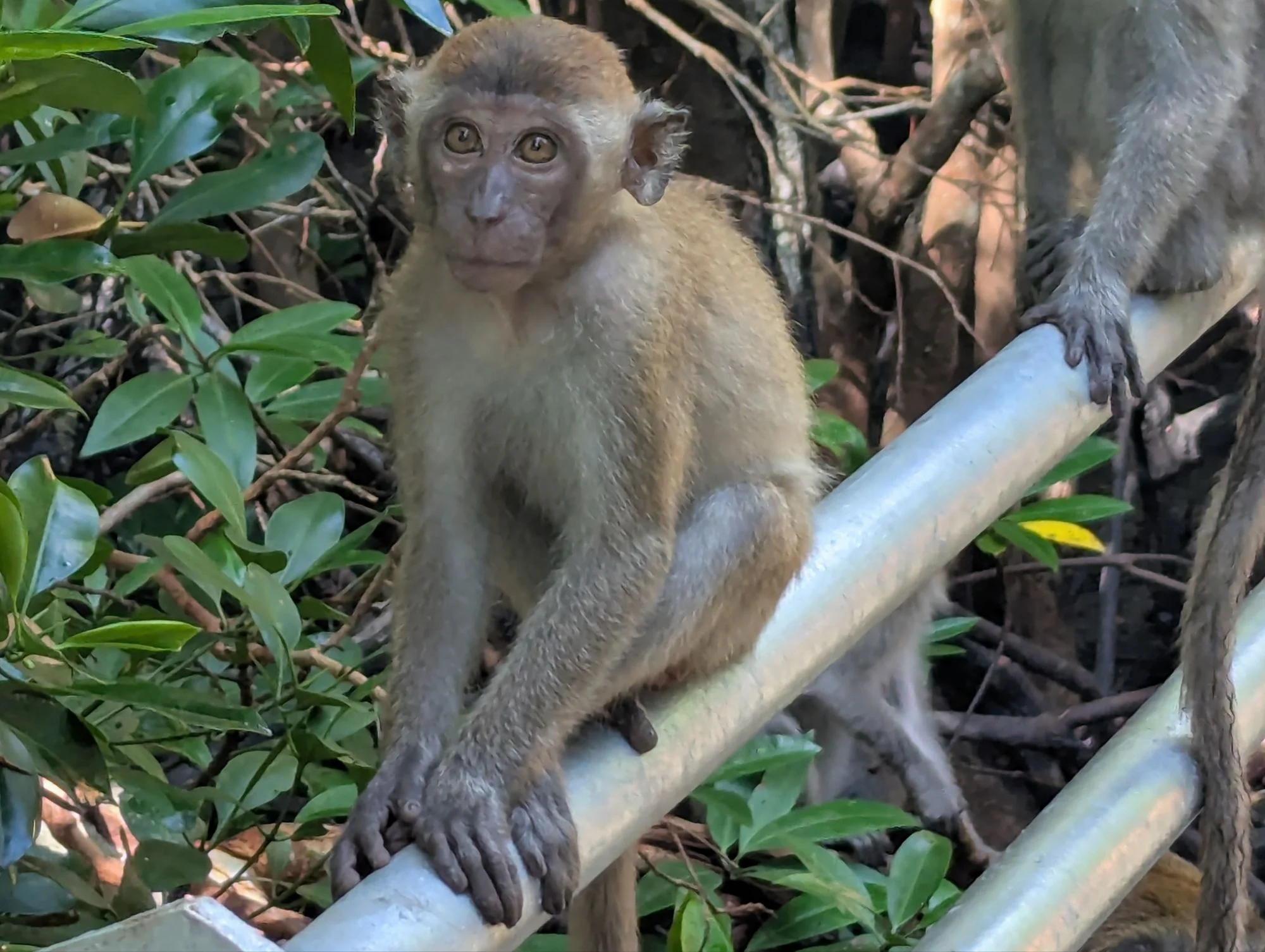 And there were a lot of monkeys &mldr;