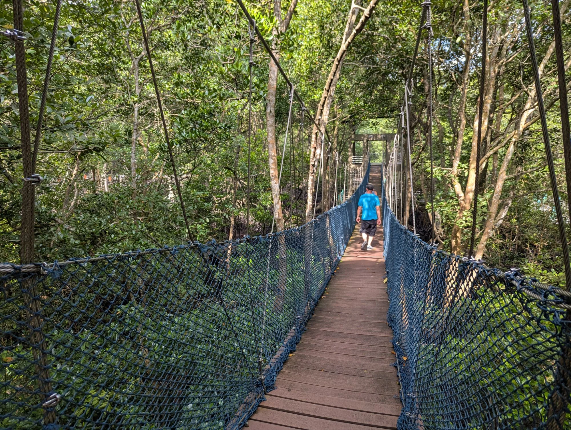 We visited a mangrove forest where we could walk through this unique ecosystem without destroying it even more than we humans already have 🪾