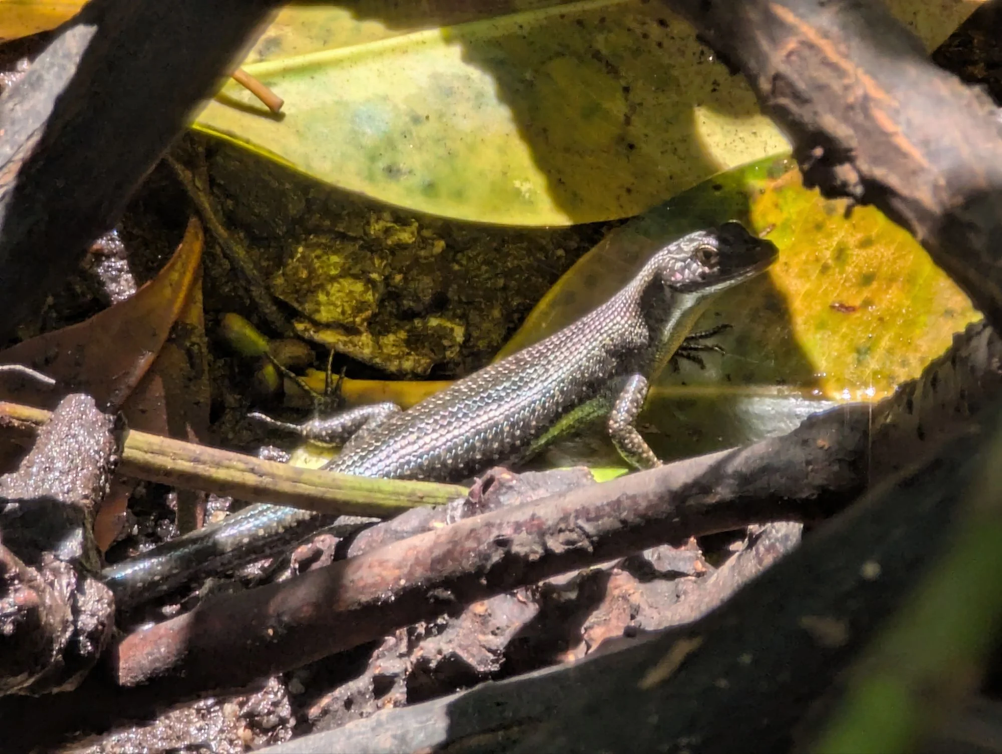 Oh, and there were reptiles too 🦎