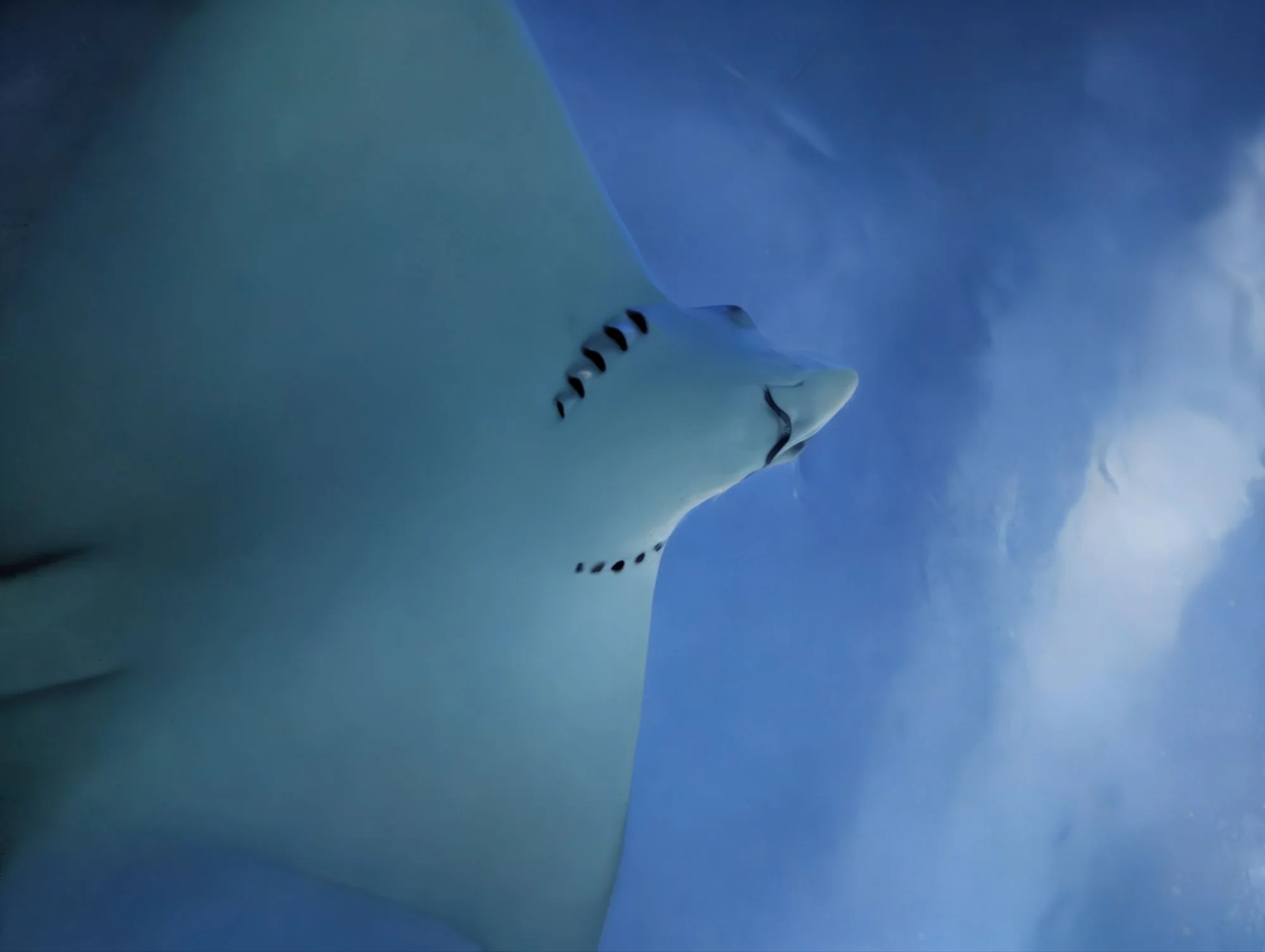 &mldr; and rays the most impressive 🤩