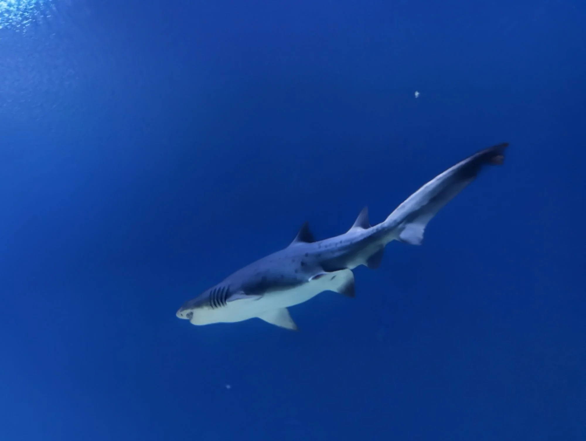 I found the sharks, &mldr;