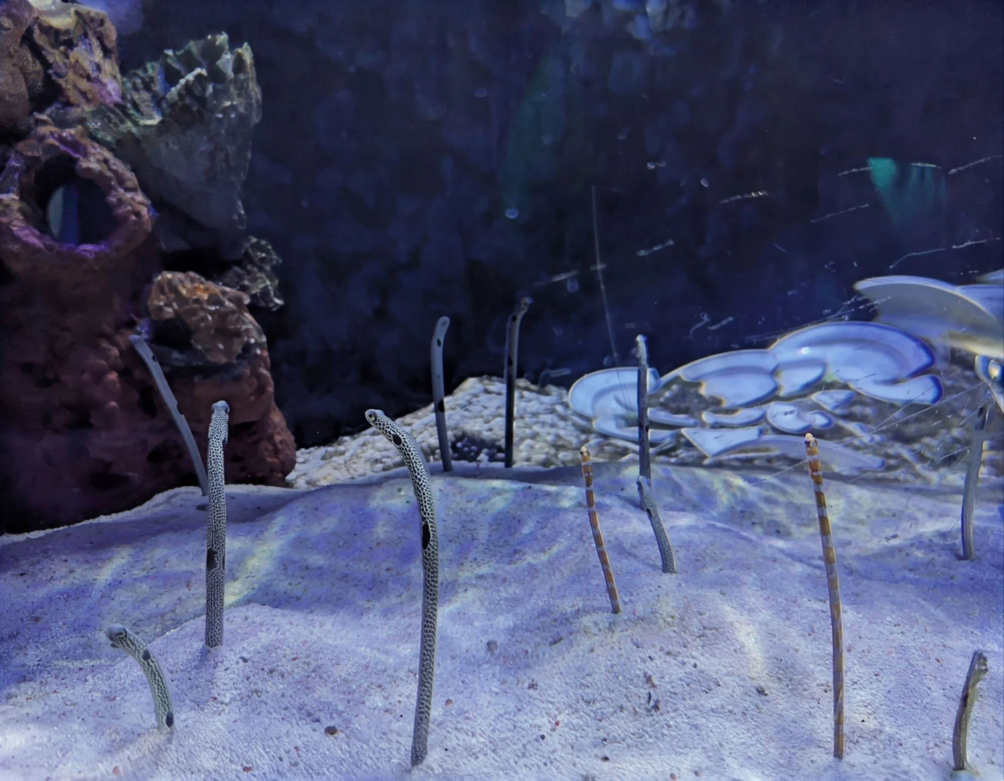 Especially the crazy looking ones like these ones sticking in the ground, &mldr;