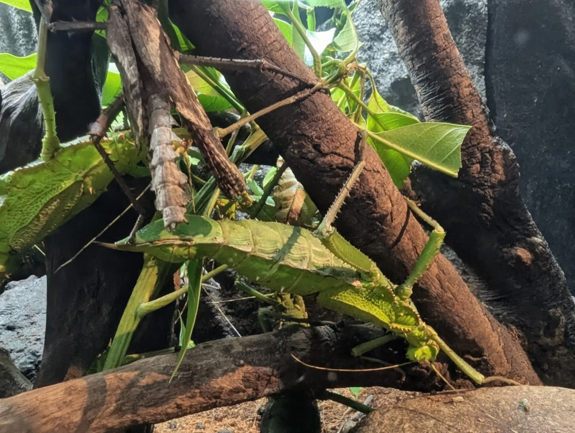 These were the big insects making a lot of the loud sounds in the jungle 🔊