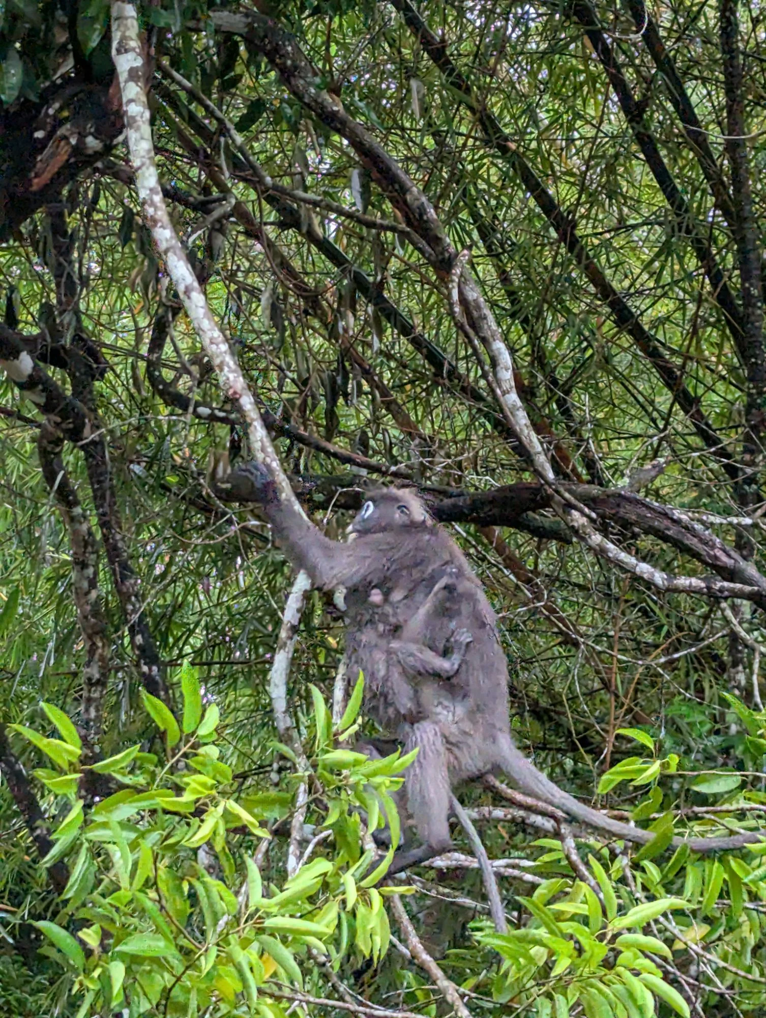 We had a monkey family living with us in the camping area and sometimes they were running and jumping from our roof in the trees and back again 🦘