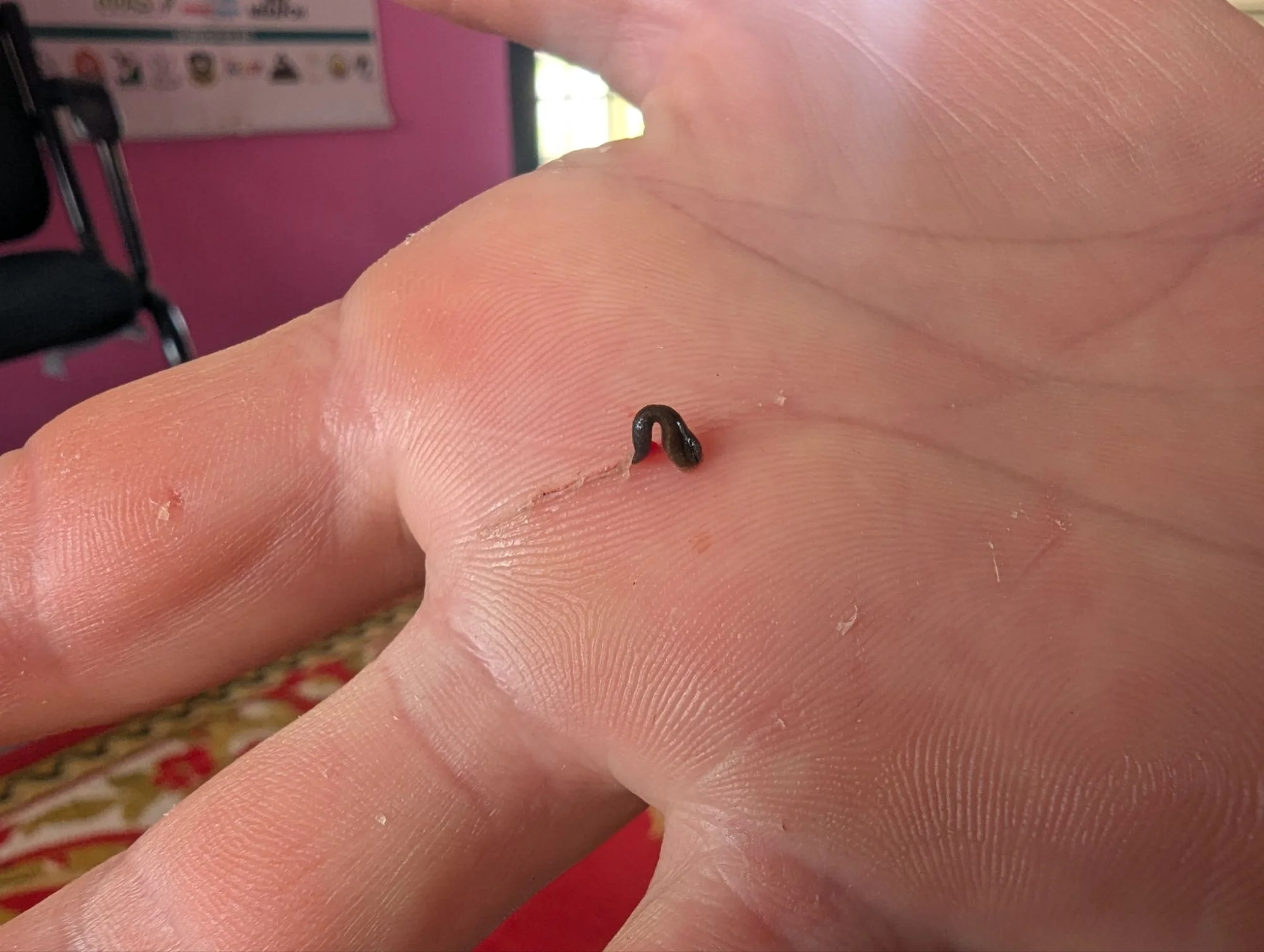 Especially Racki attracted a lot of these leaches in different sizes. I only got a few.