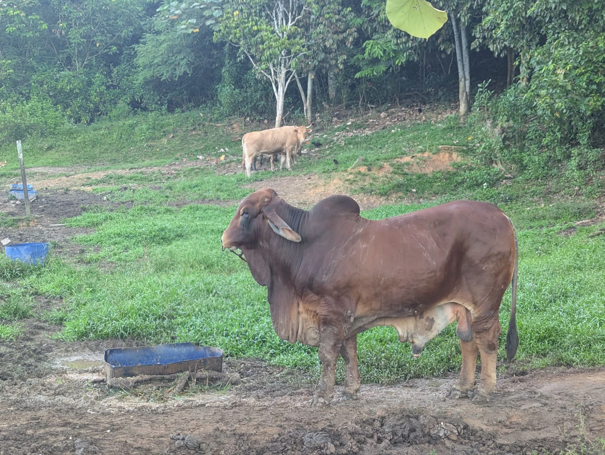 And big, big cows with a whole lot of skin 😀
