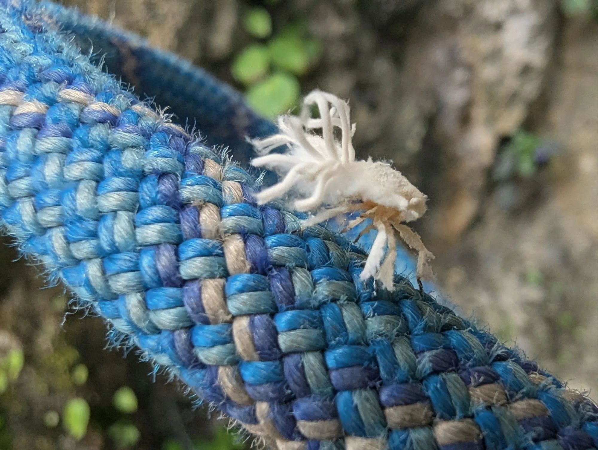 This impressive little one is a jungle nymph in its last stage. It looked super alien 👽