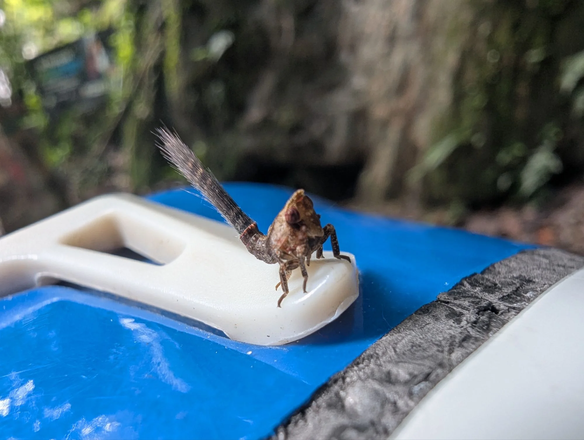 As a belayer, we were always accompanied by different insects. Of course, there were mosquitos everywhere but we liked these jungle nymphs the most.