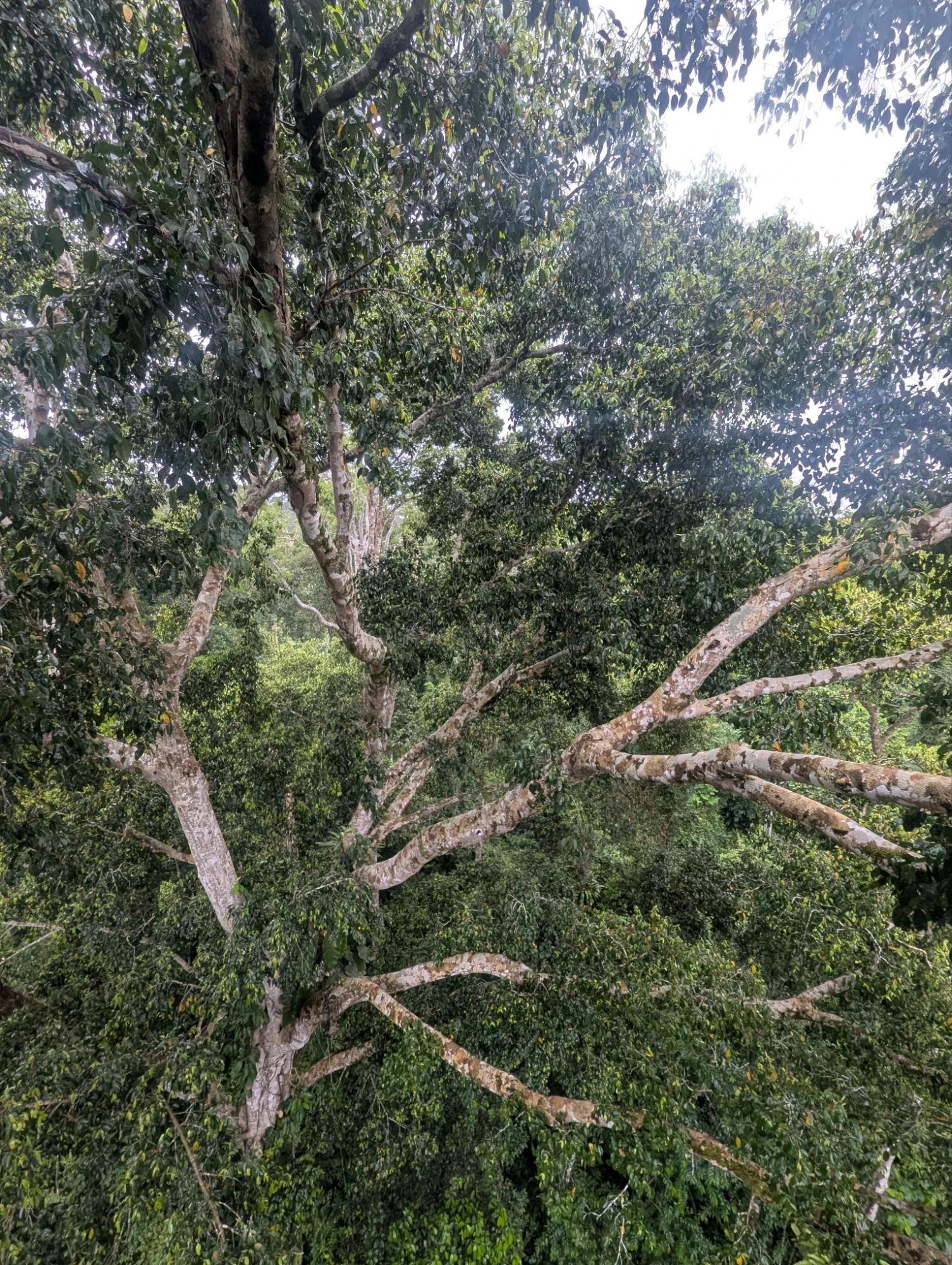 This was one of the biggest trees seen from the top. It was massive and very impressive. The photos can&rsquo;t transport how big it was. One of the branches at its top was the size of an ordinary tree in Germany 😳