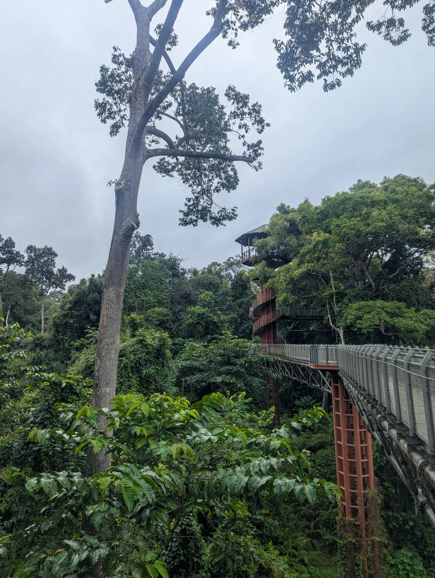 &mldr; what made the beautiful rain forest even more beautiful. Because of the rainy season, only the tree top walk was open but it was absolutely worth it. The walk was massive.