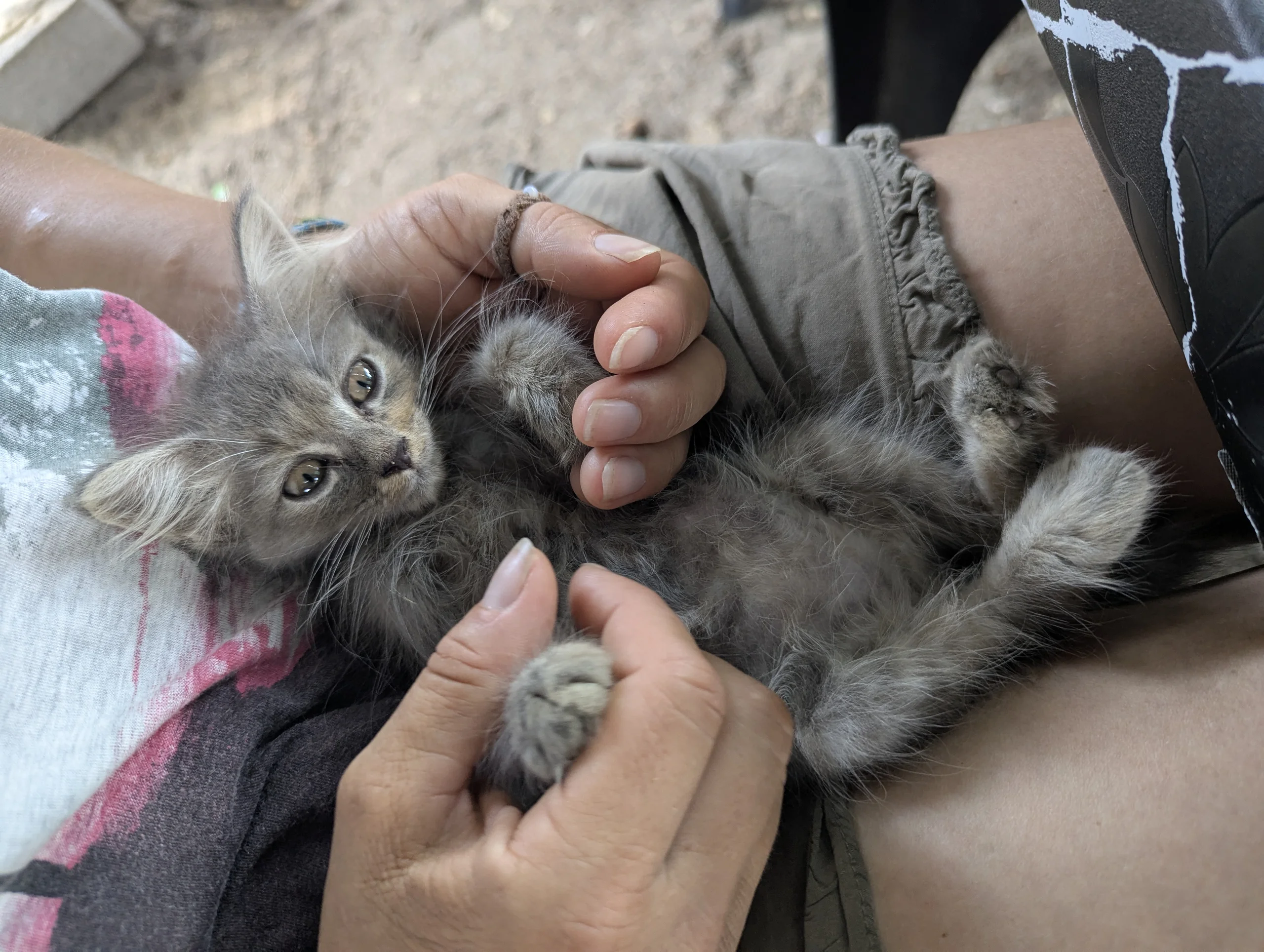 &mldr; cute kittens!