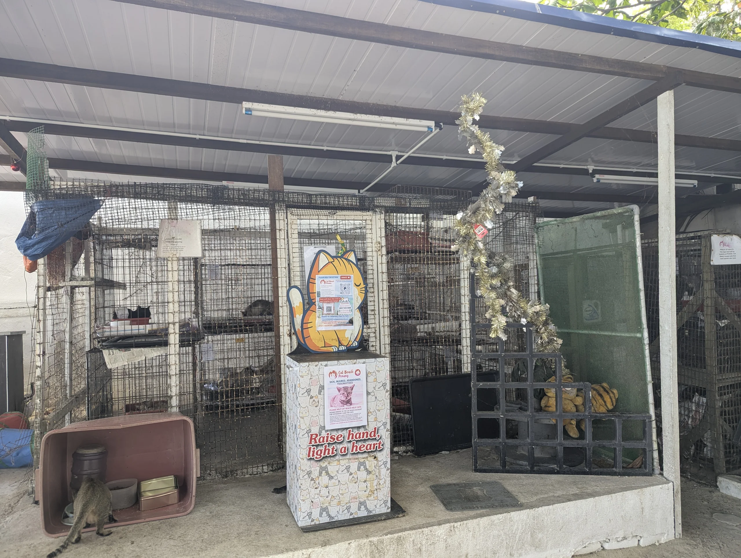 And the famous cat beach, a medical station and temporary accommodation for cats which helps them a lot.