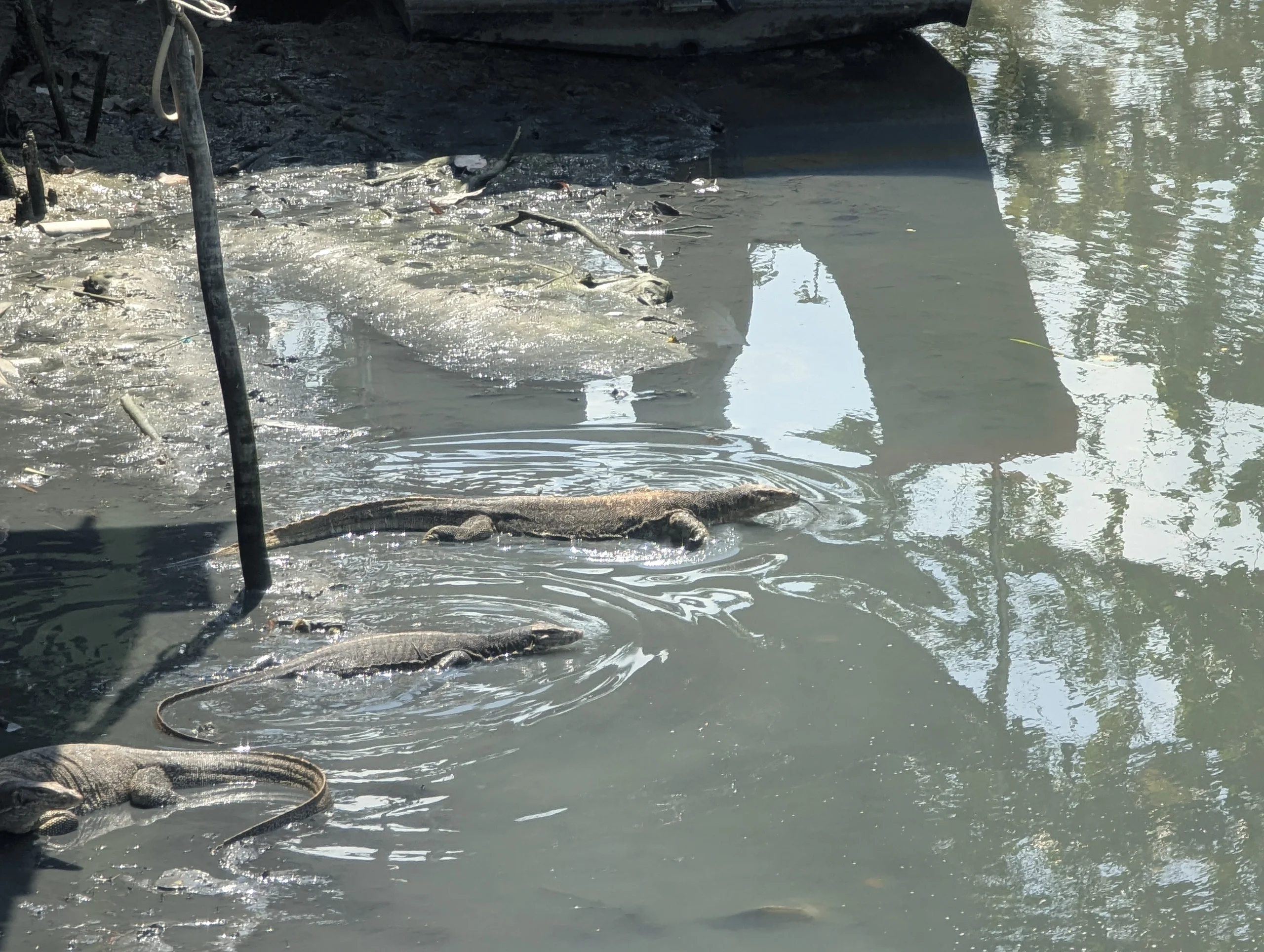 In the canals there were a lot and very big monitor lizards.