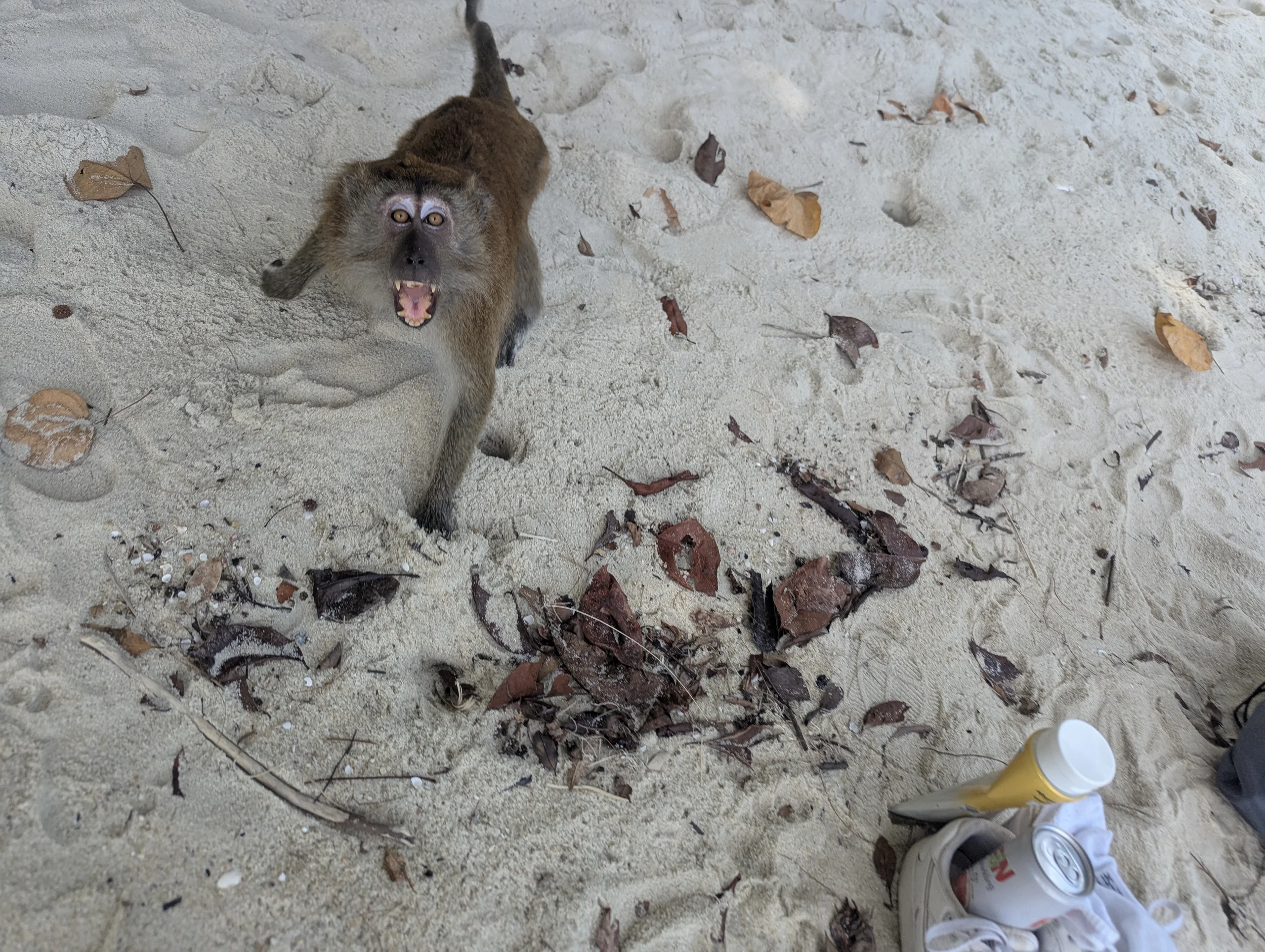 … until they attack you to steal your food, drinks or whatever. One grabbed me on my leg which let me to improve my defensive strategy: louder yelling, rising and waving the arms, and walking towards them until they back off.