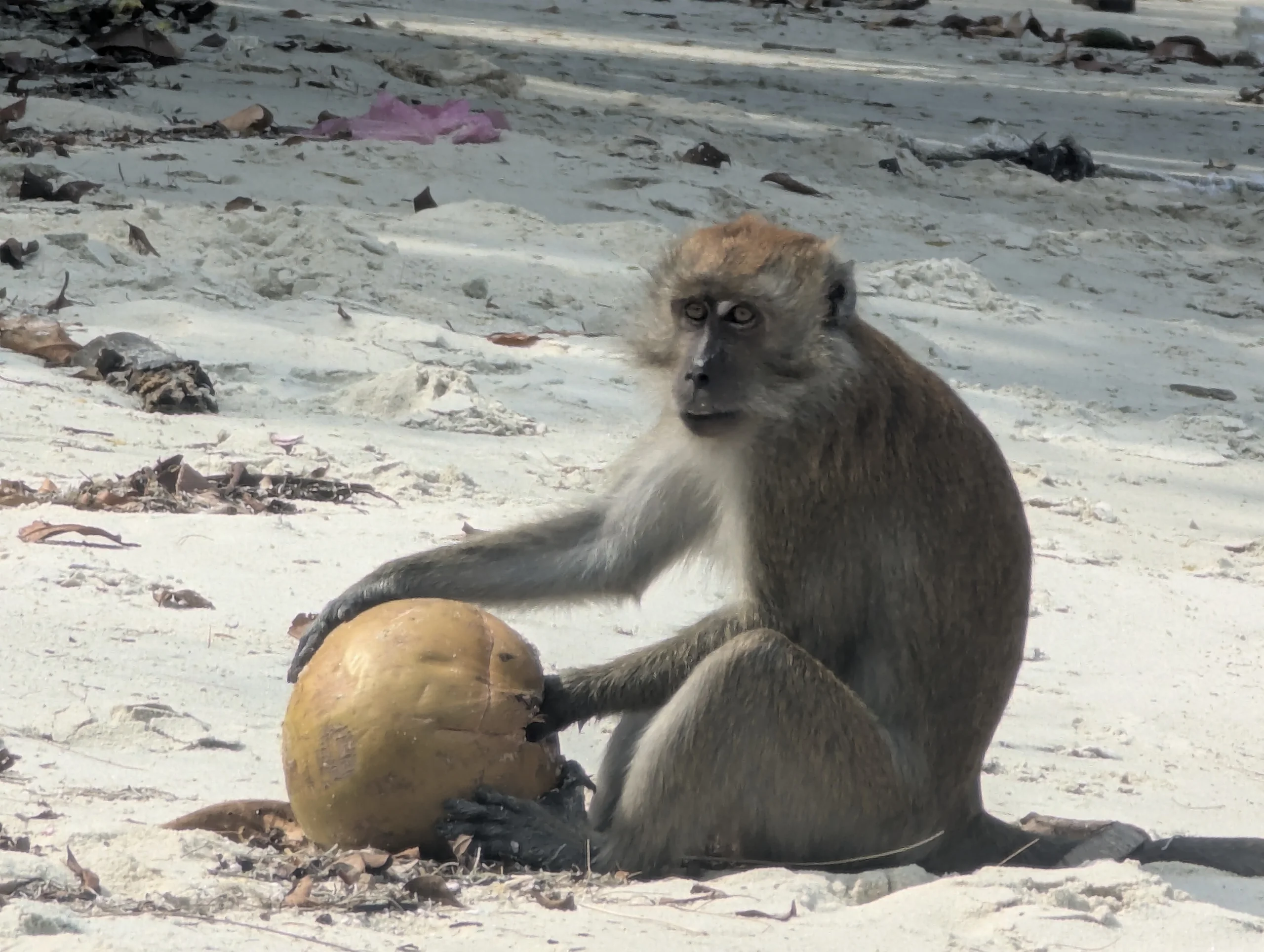 With a lot of monkeys who looked kind of nice and innocent like always …