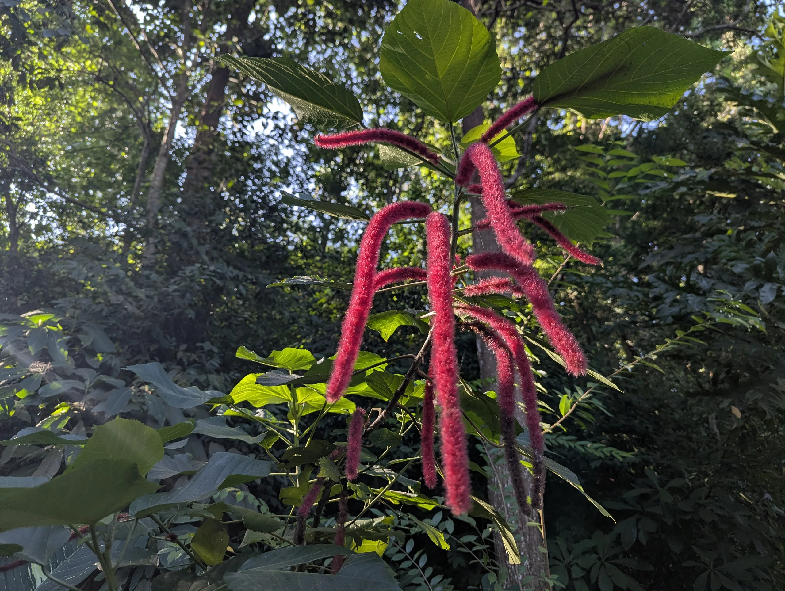 We visited a beautiful botanical garden.