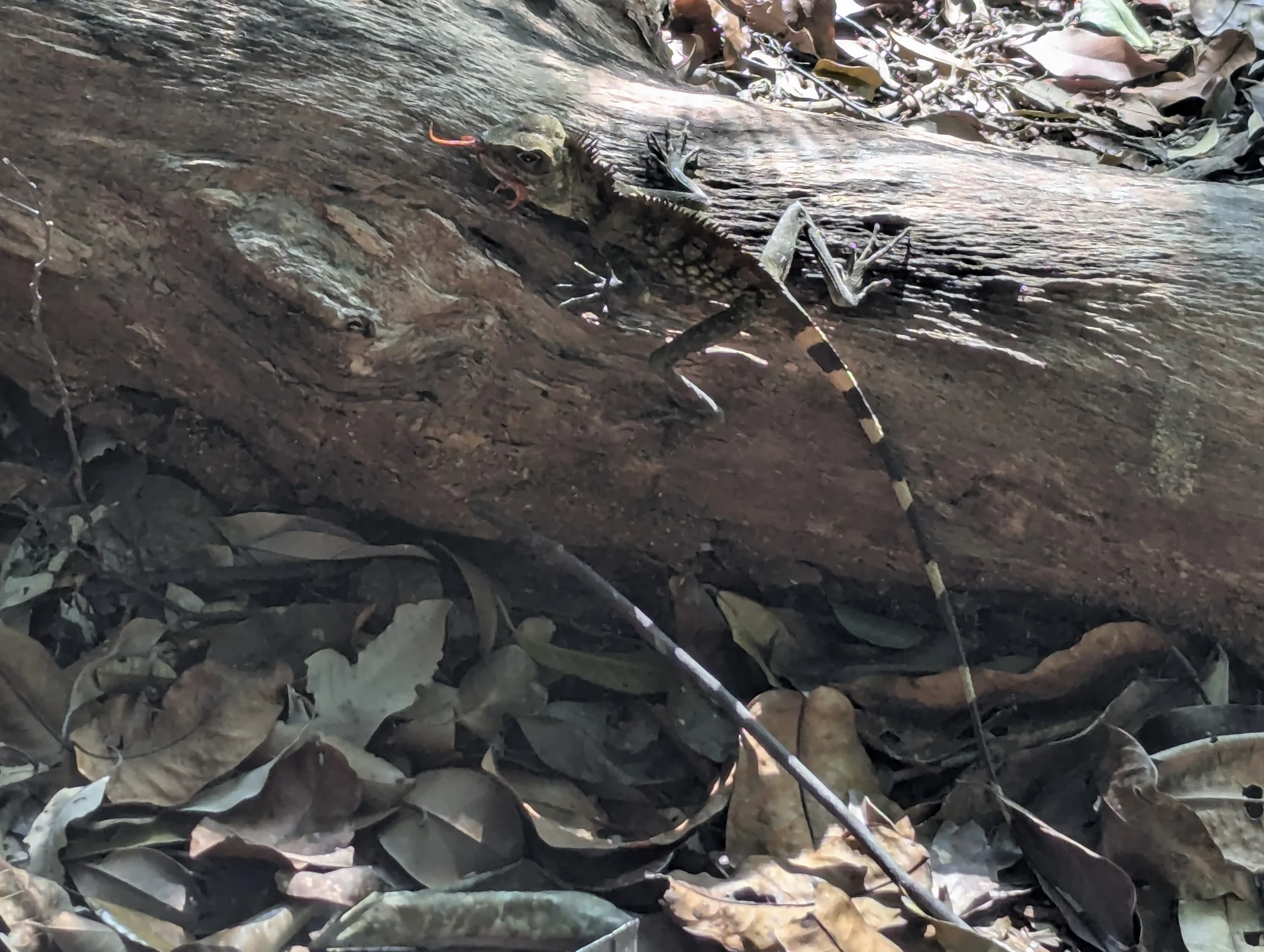 And met a beautiful lizard.