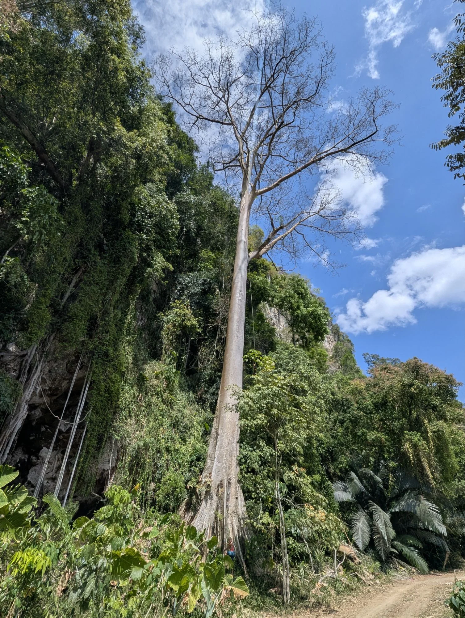 And we met this huge tree. Racki is standing beside it to indicate its hugeness.
