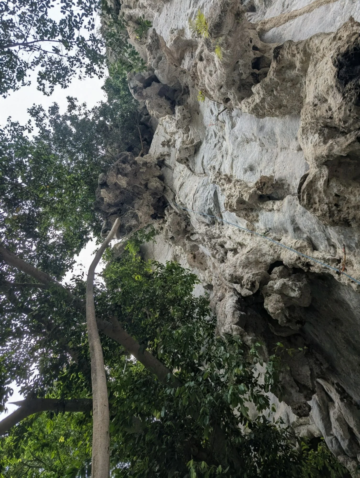 The routes were very awesome! Especially the trees growing next to the crag and connecting to the rock looked fantastic. We did a lot of 3D climbing and even encountered a hornet that did bite Racki before we moved it away from the climbing route. The weather was super nice. No rain at all.